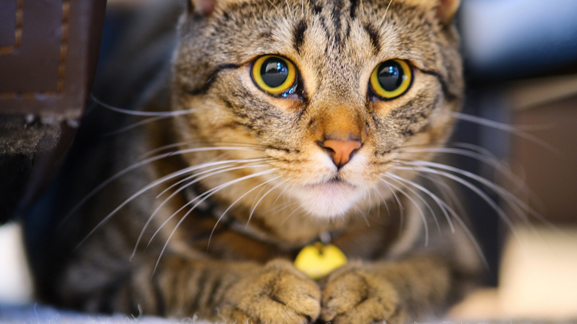 喵星人,大脸猫,可爱猫咪