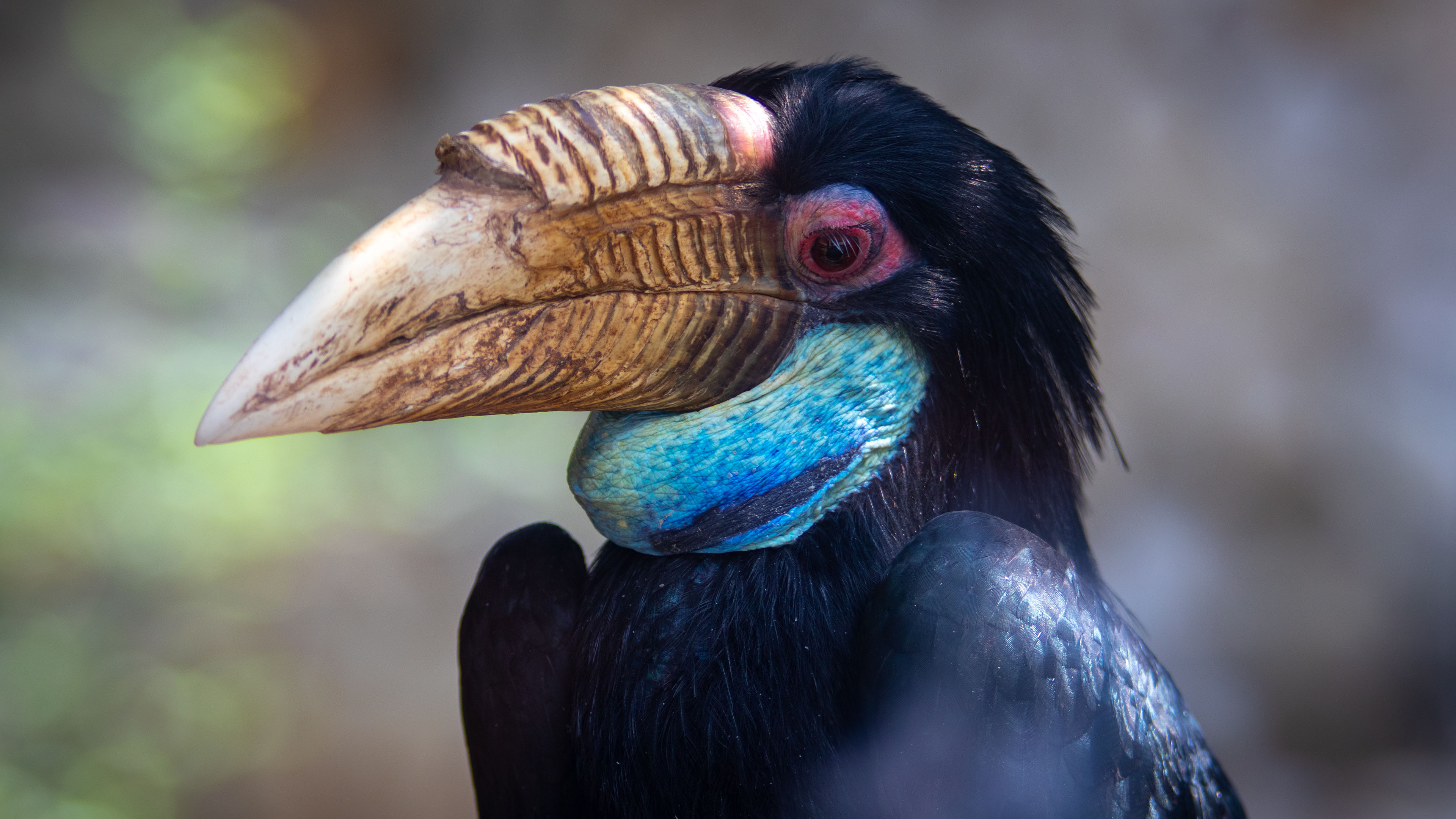 小鸟天地,巨嘴鸟