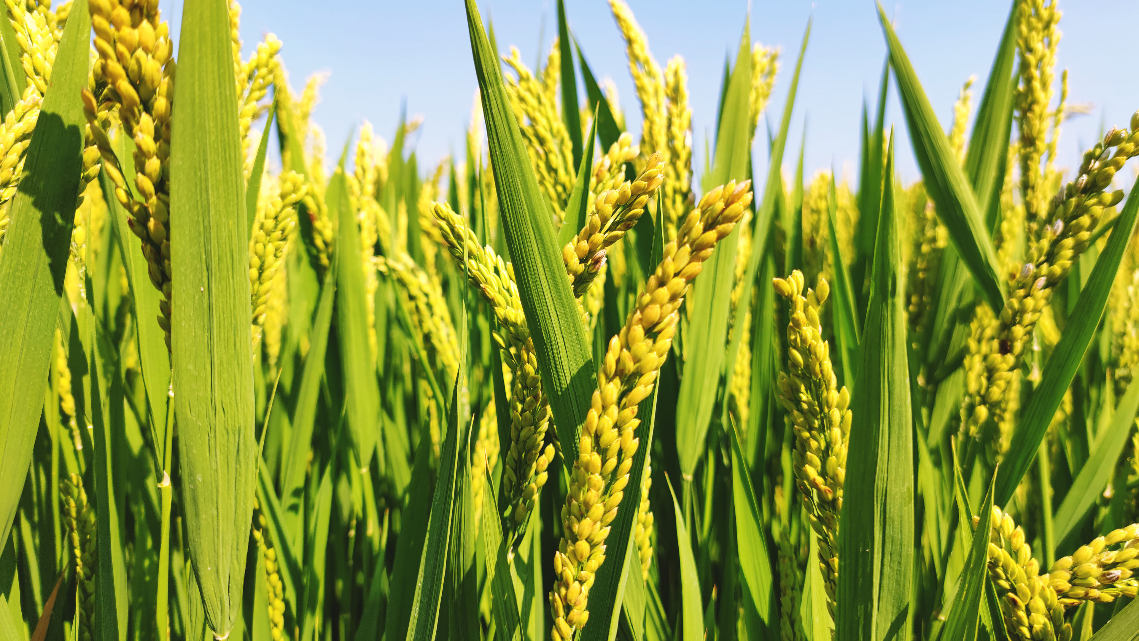 水稻,收货,稻田