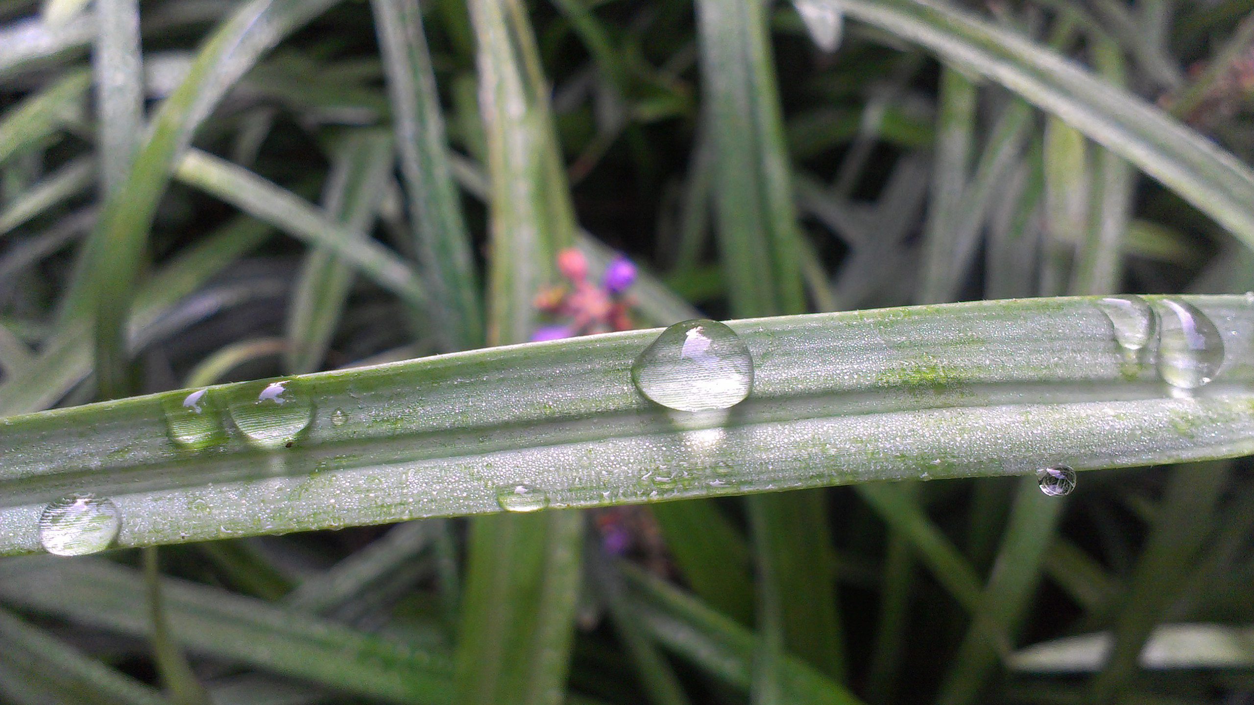 静物写真,水滴,草丛