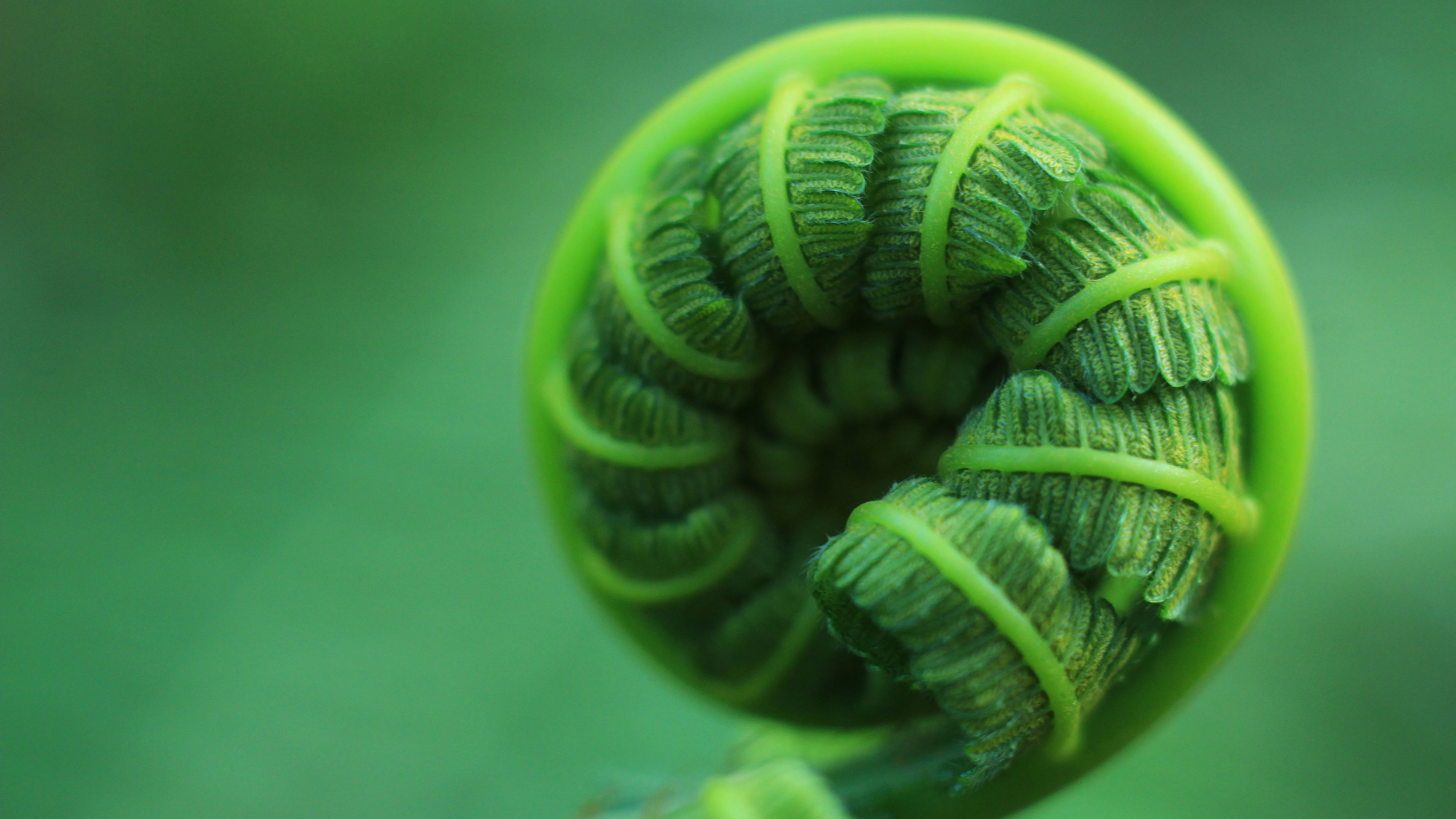 护眼壁纸,新芽,树叶