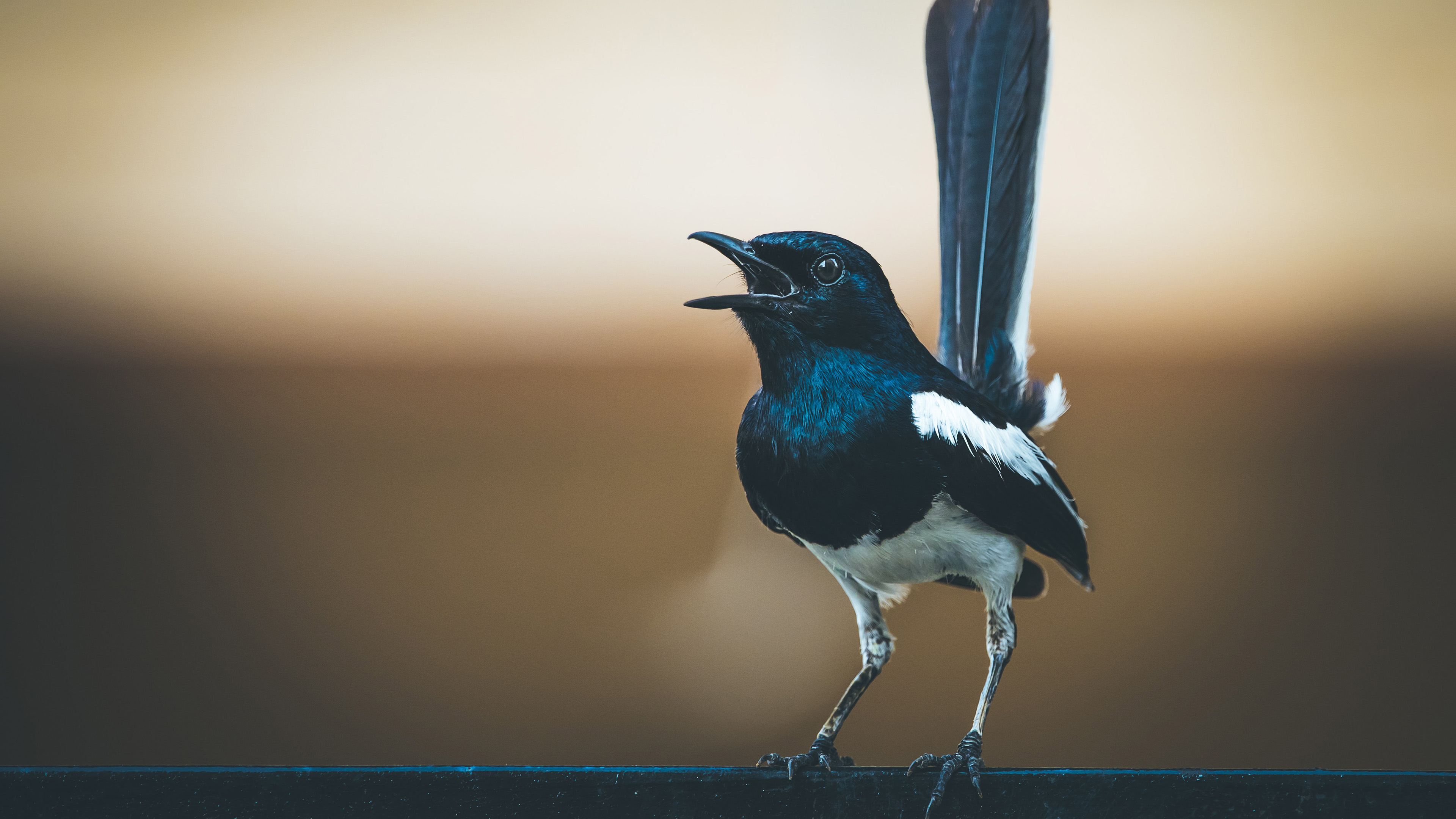 小鸟天地,蛇尾雀,特写