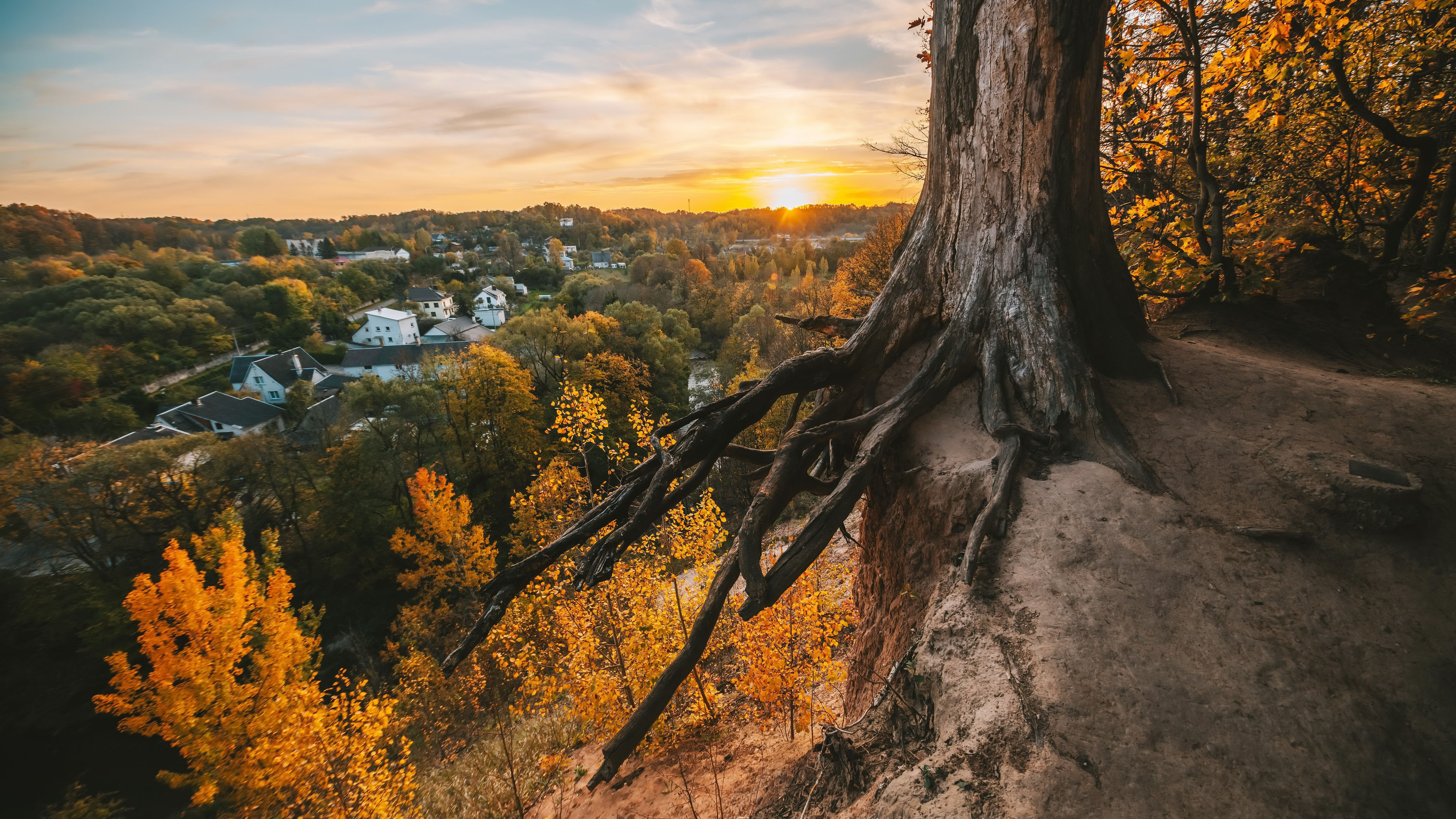 秋意正浓,小镇日出,树根,深秋