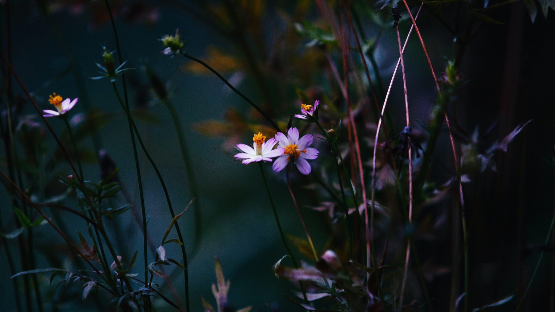 护眼壁纸,小野花,雏菊