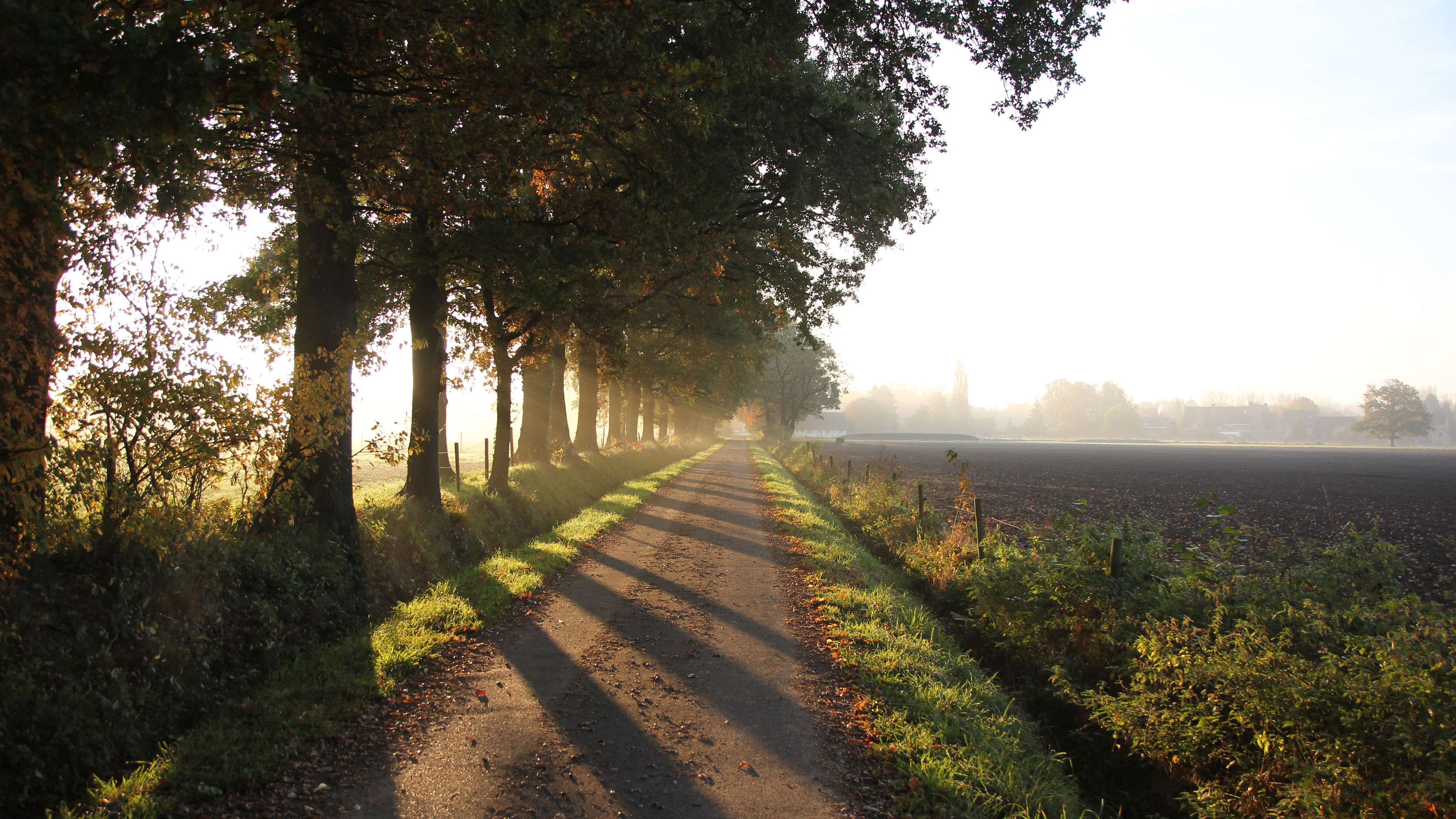 清晨,田野,笔直的小路
