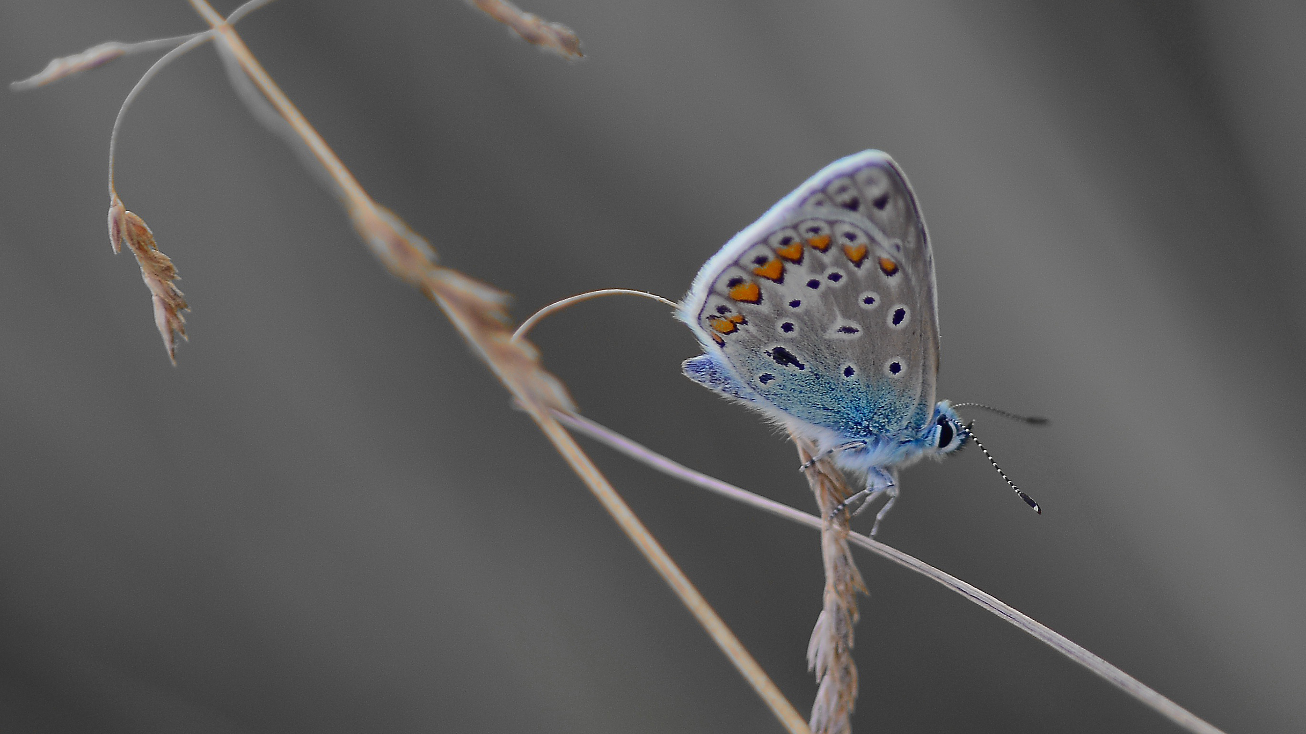 野生动物,花蝴蝶