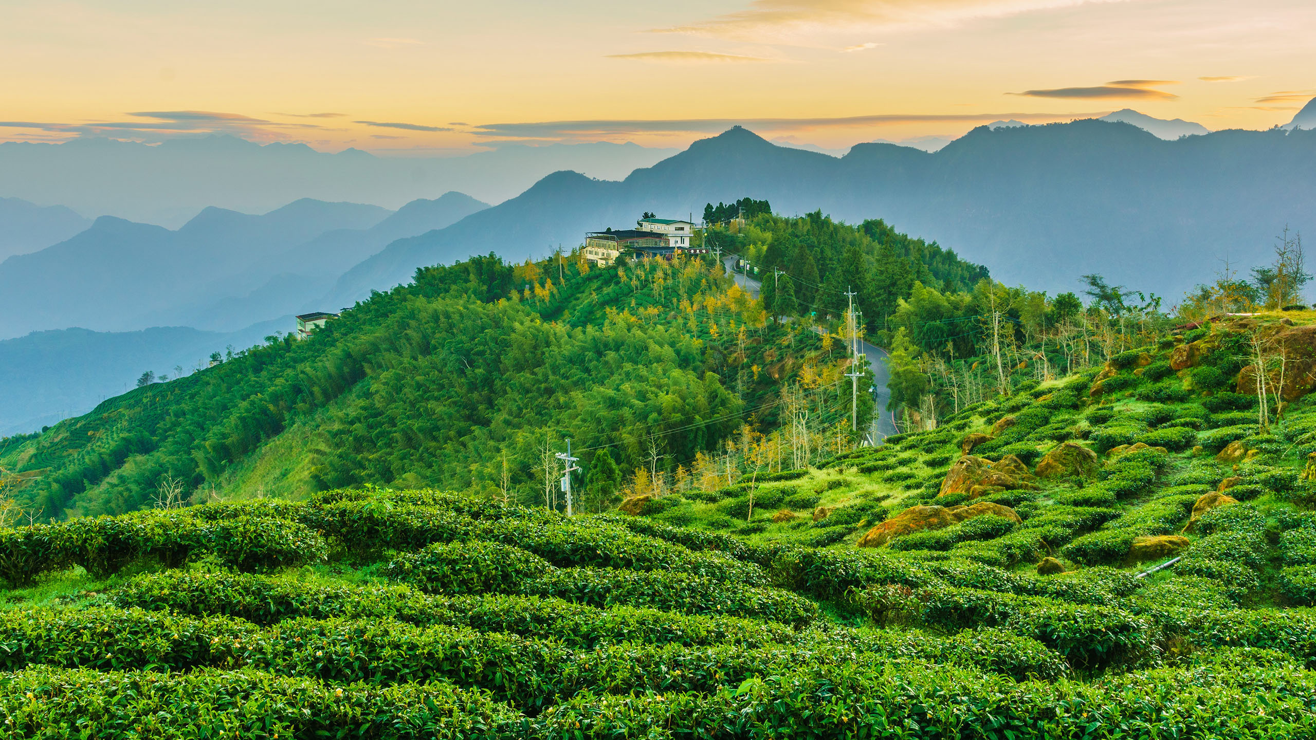 自然风光,茶园,树林,世外桃源