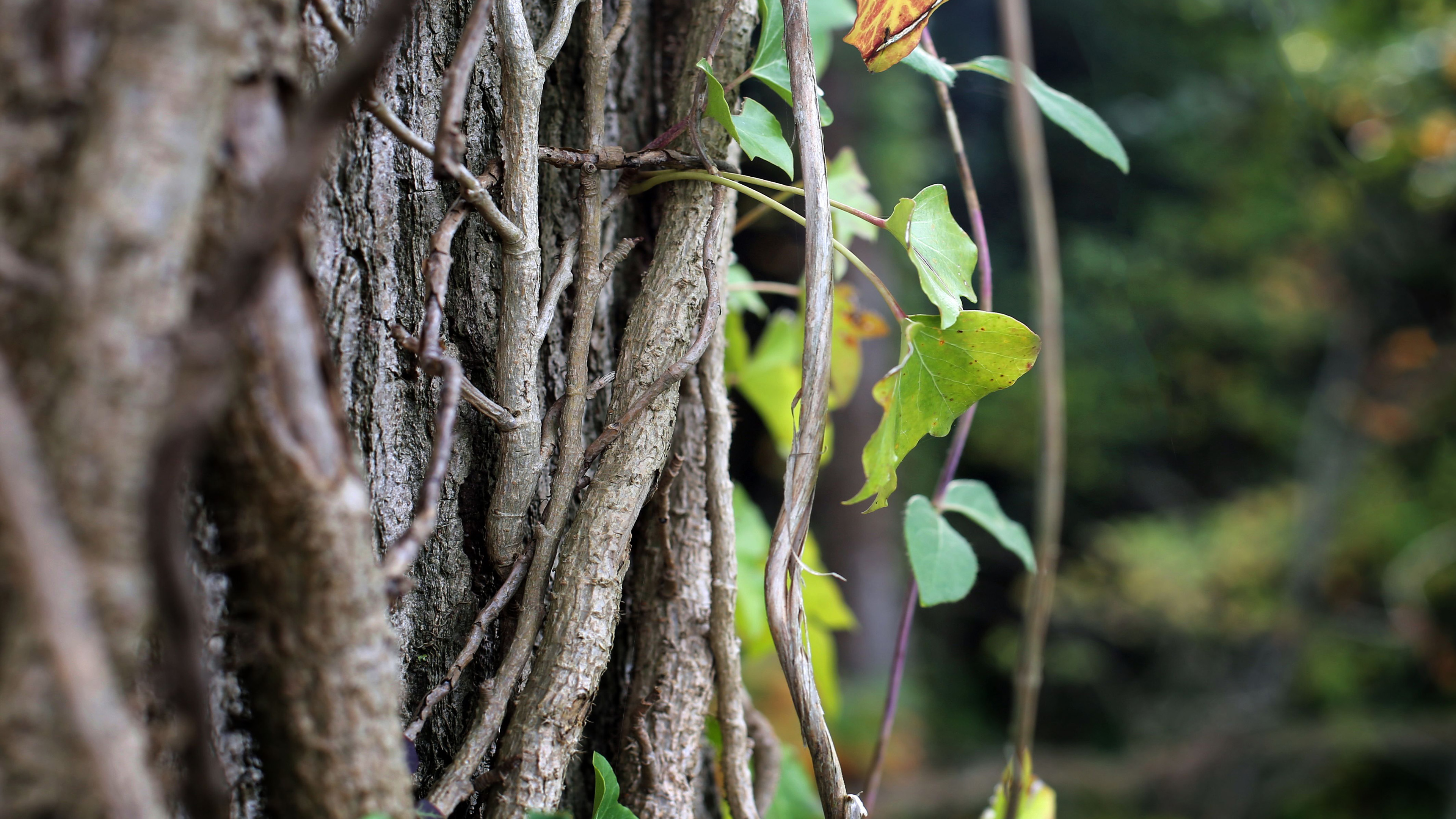 自然风光,藤蔓,森林一角