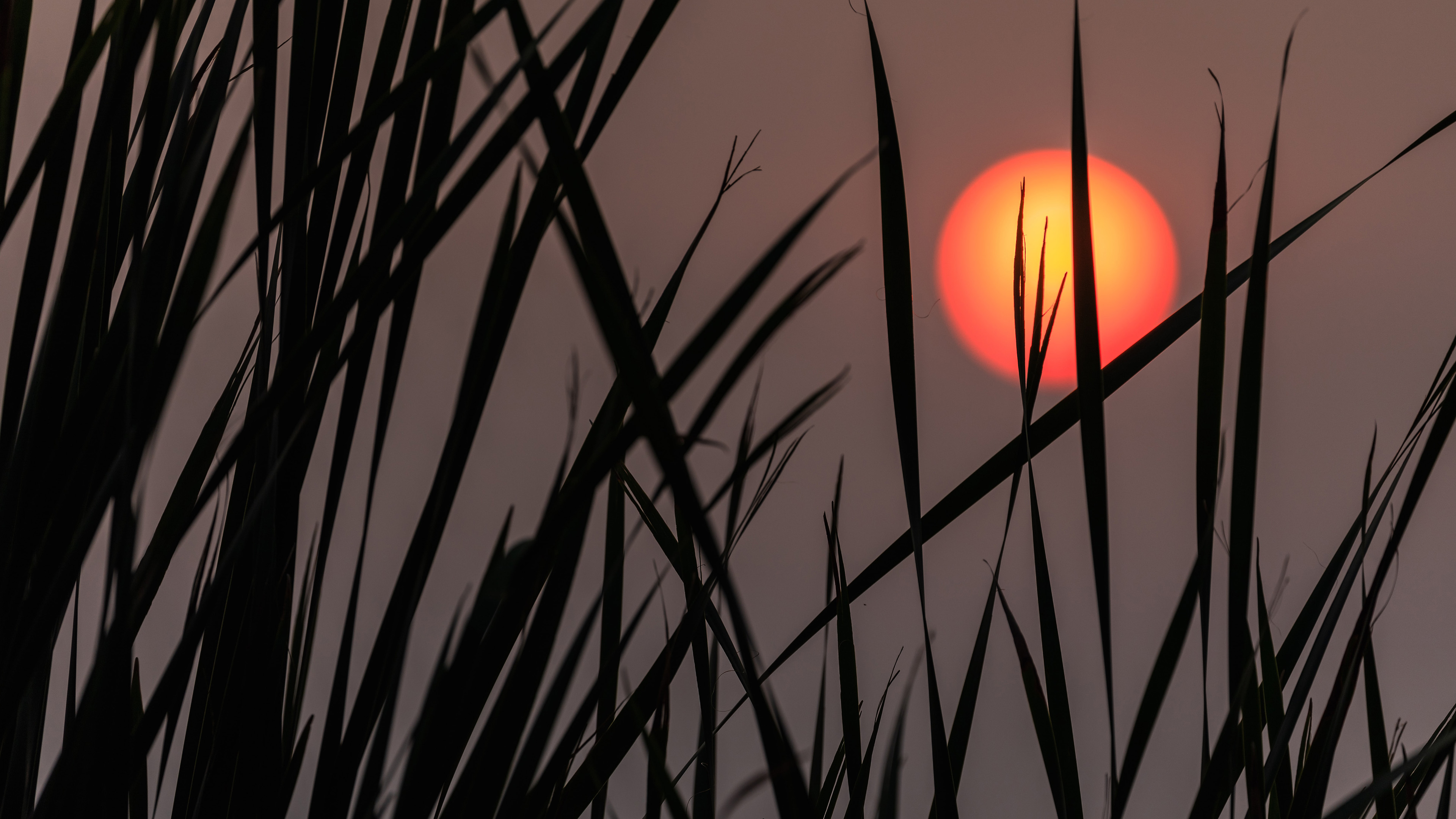 落日余晖,夕阳,草丛