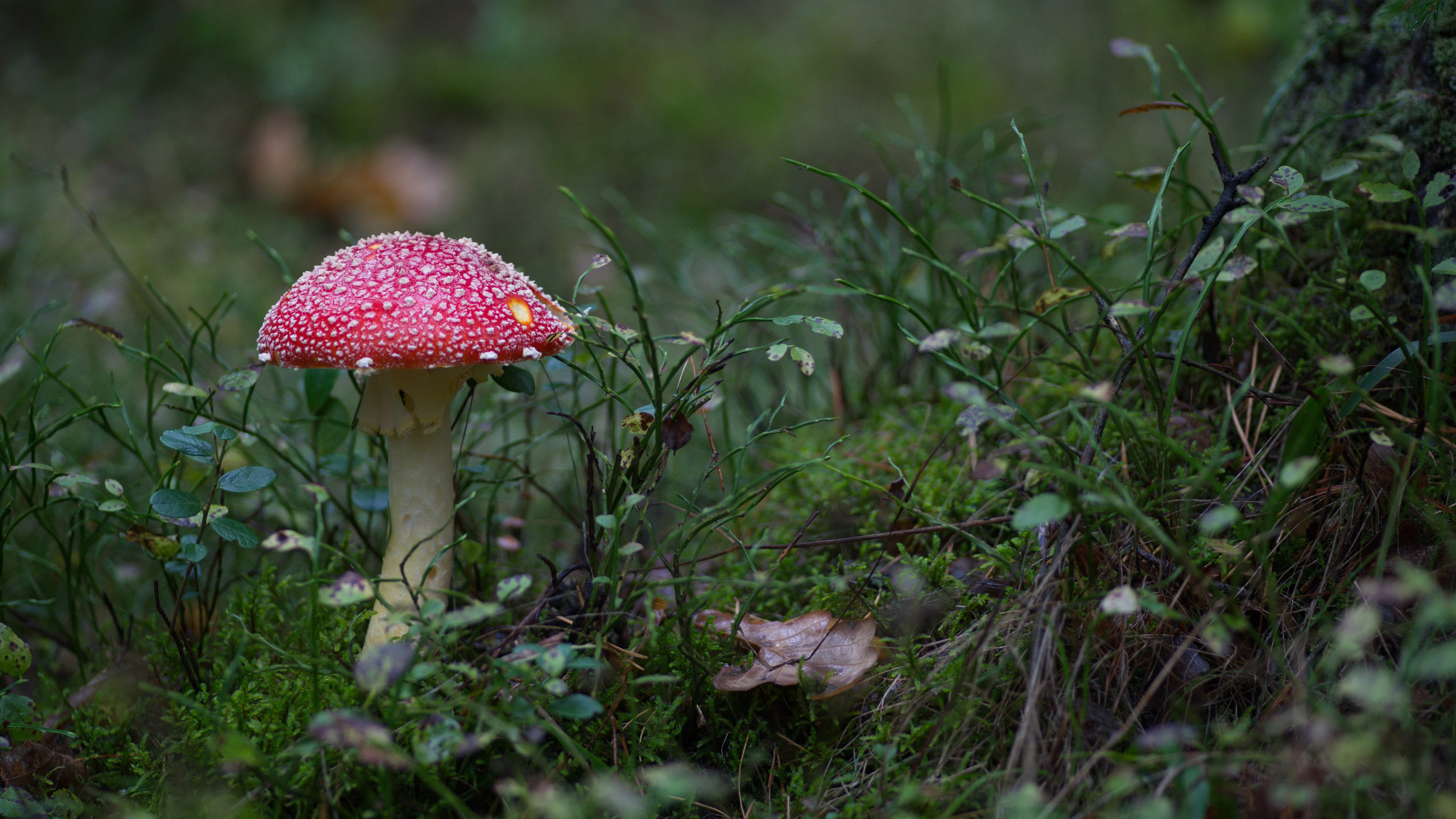 静物写真,蘑菇,草地,雨后大自然
