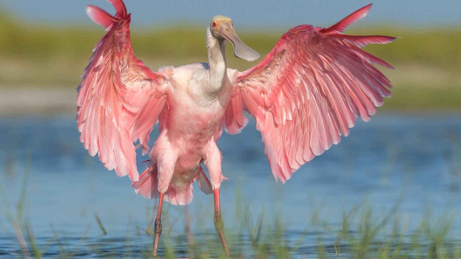 小鸟天地,火烈鸟