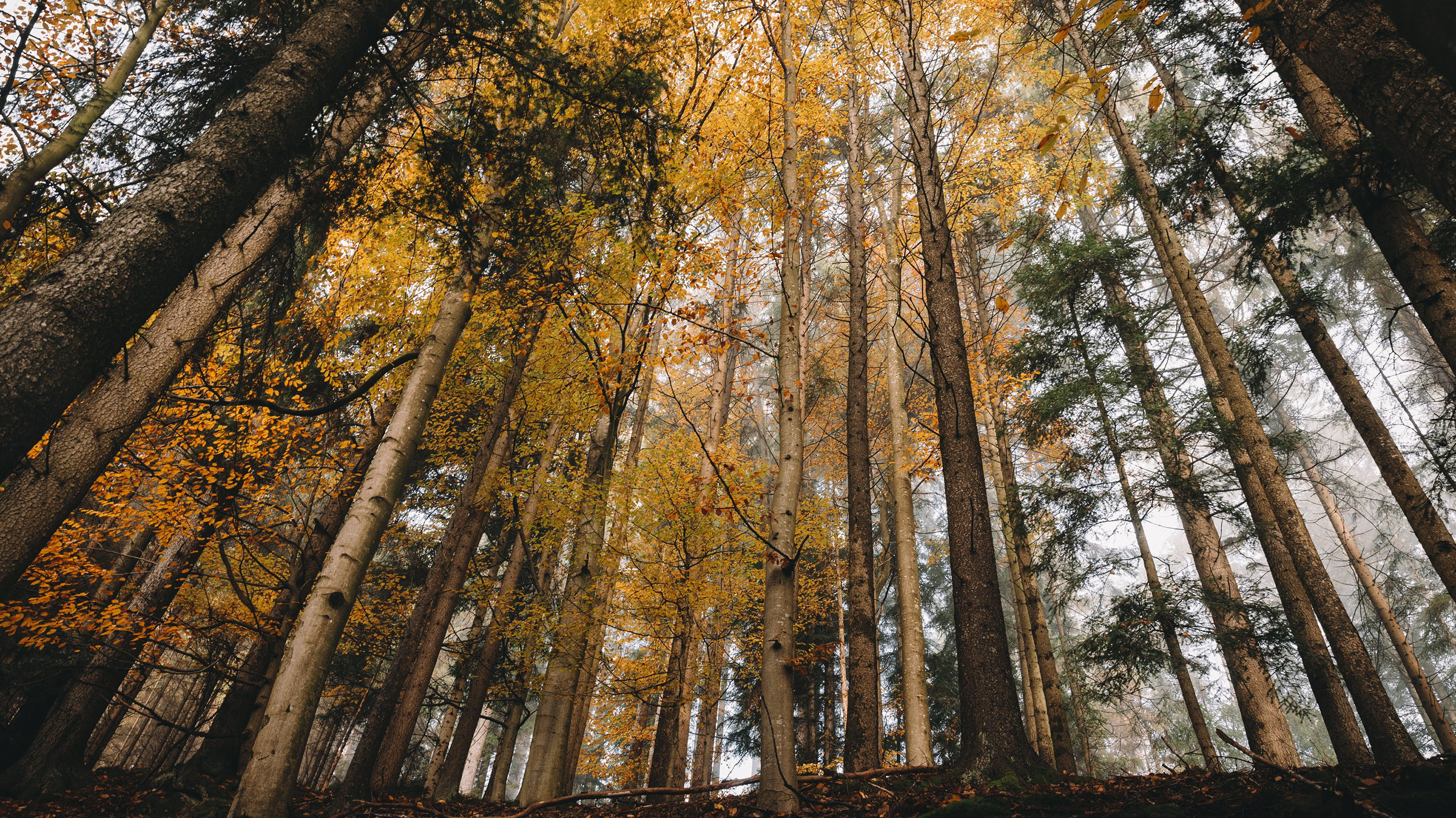 秋意正浓,树林,仰望天空