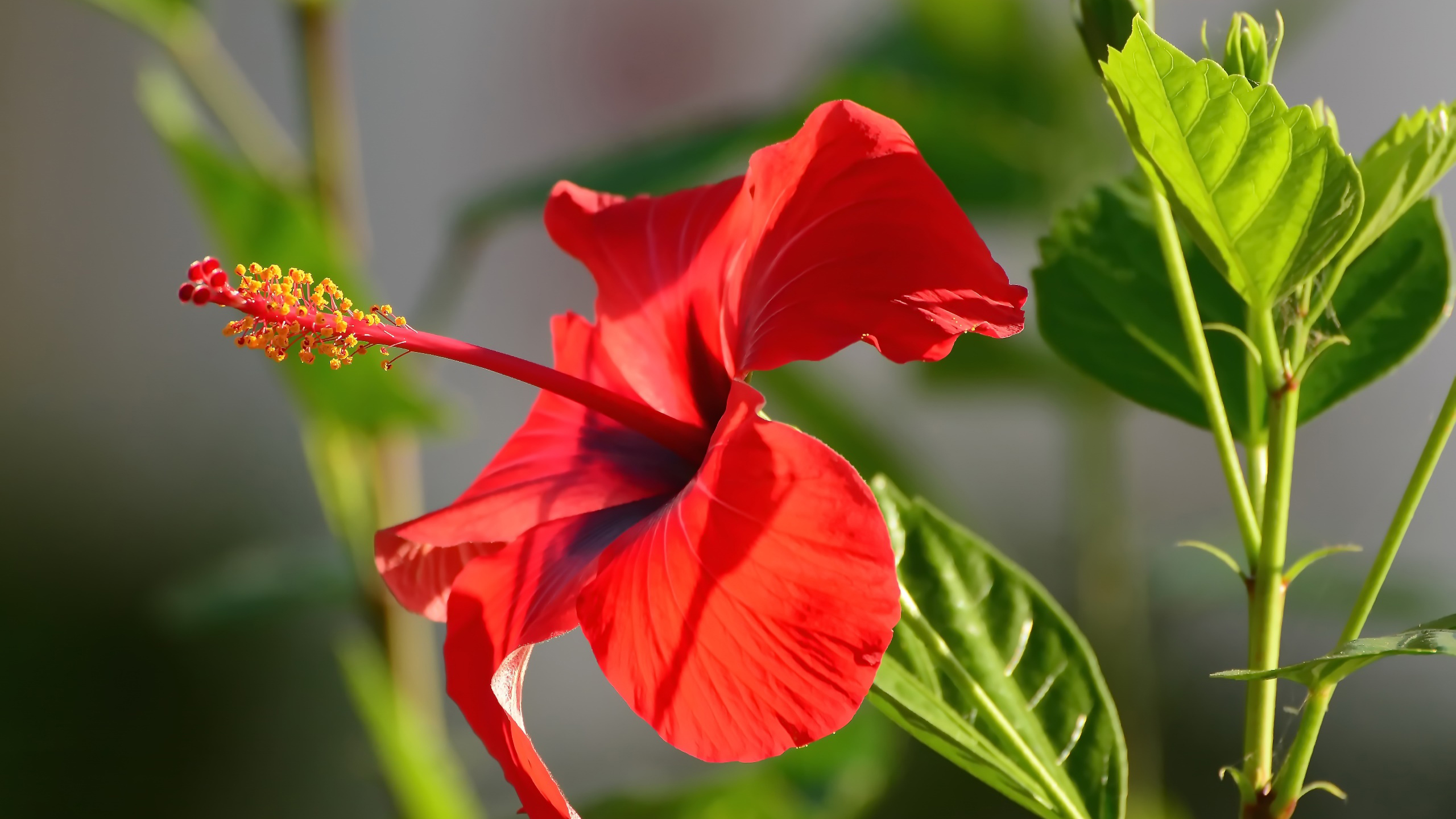 鸟语花香,花蕊,红花