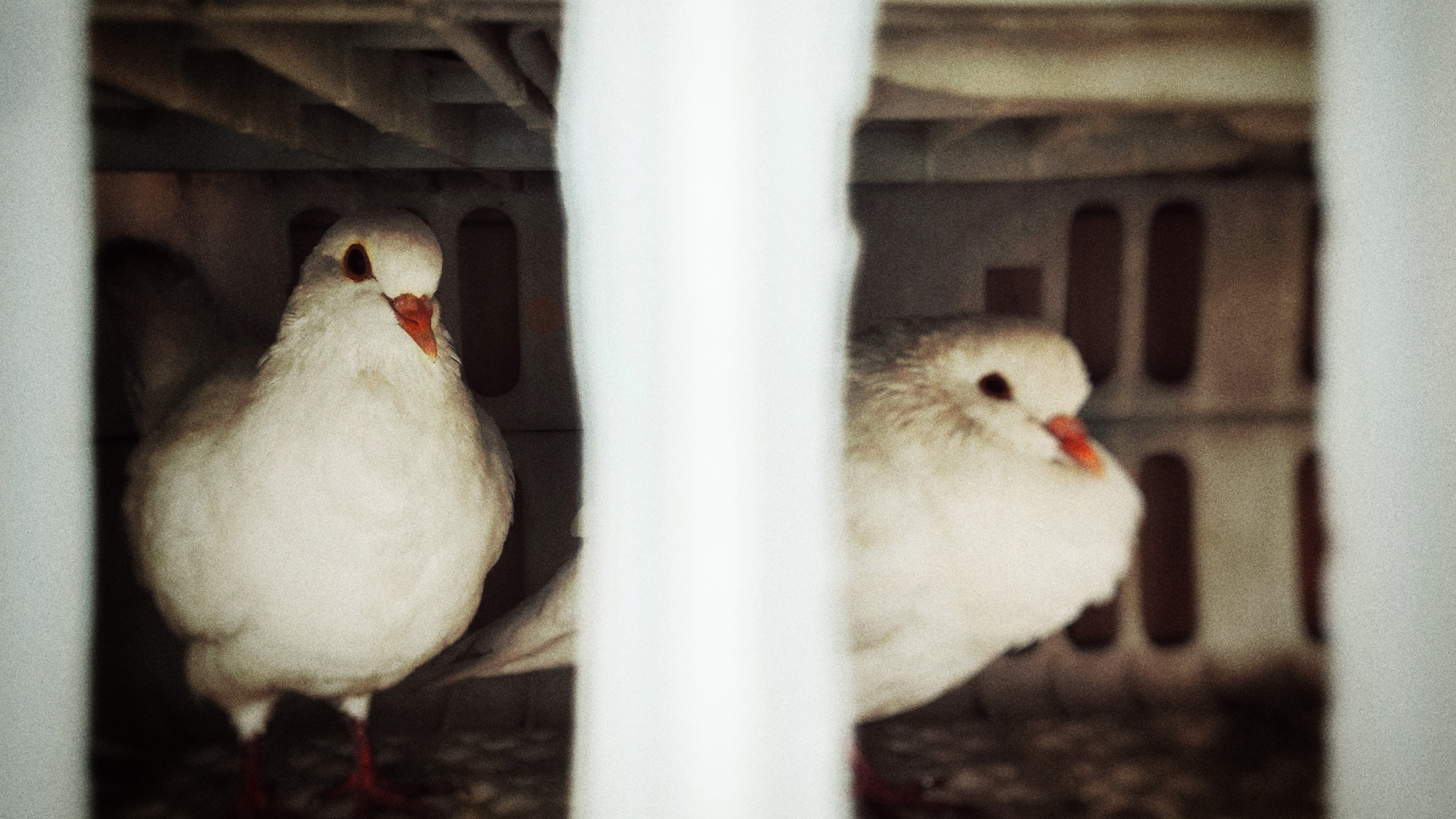 小鸟天地,鸽子,笼子,白鸽