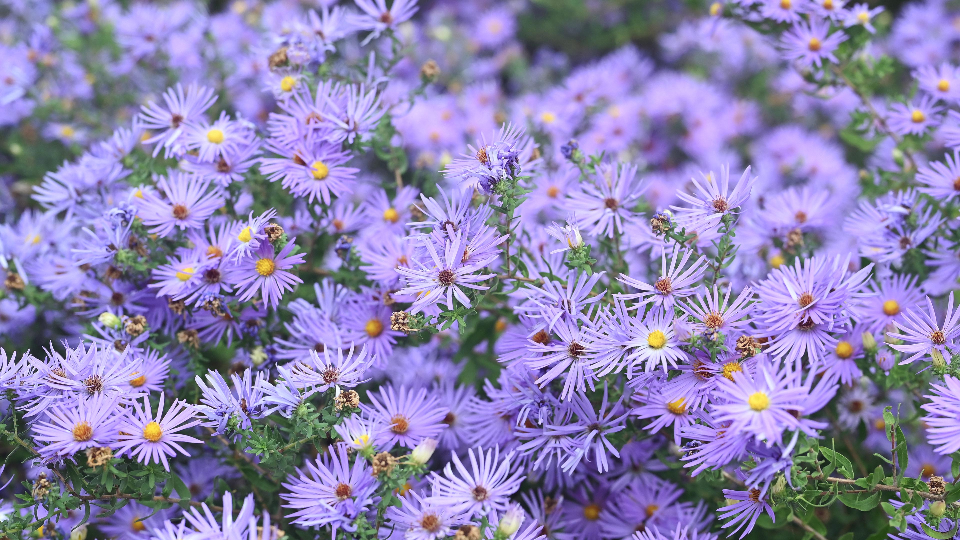 鸟语花香,紫色菊花,小雏菊,花丛