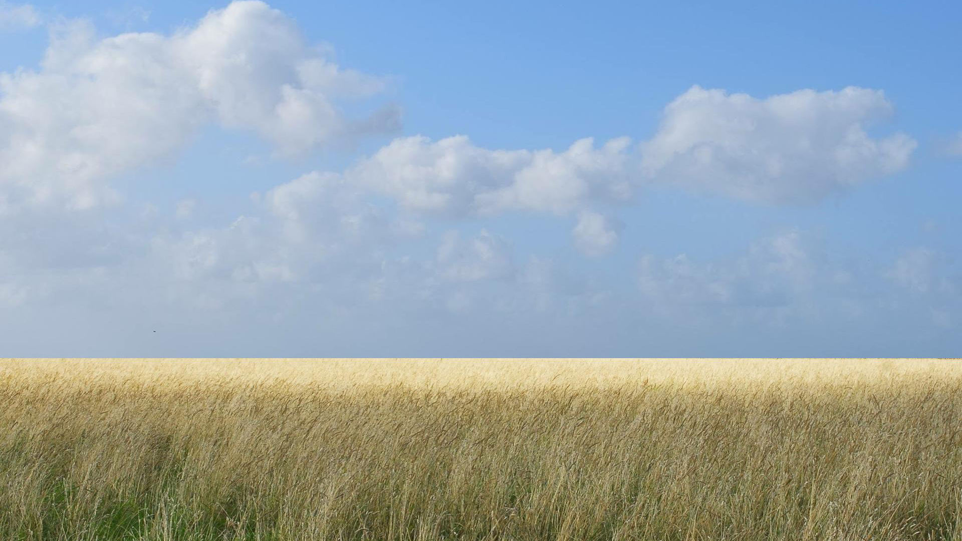 自然风光,麦田,一望无际