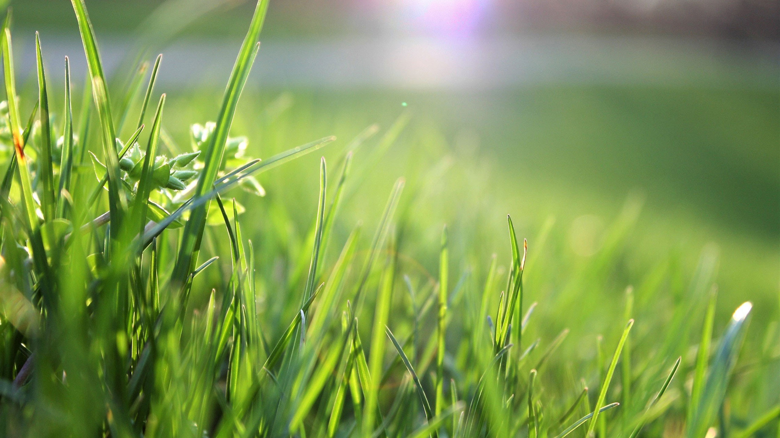 护眼壁纸,草地,阳光