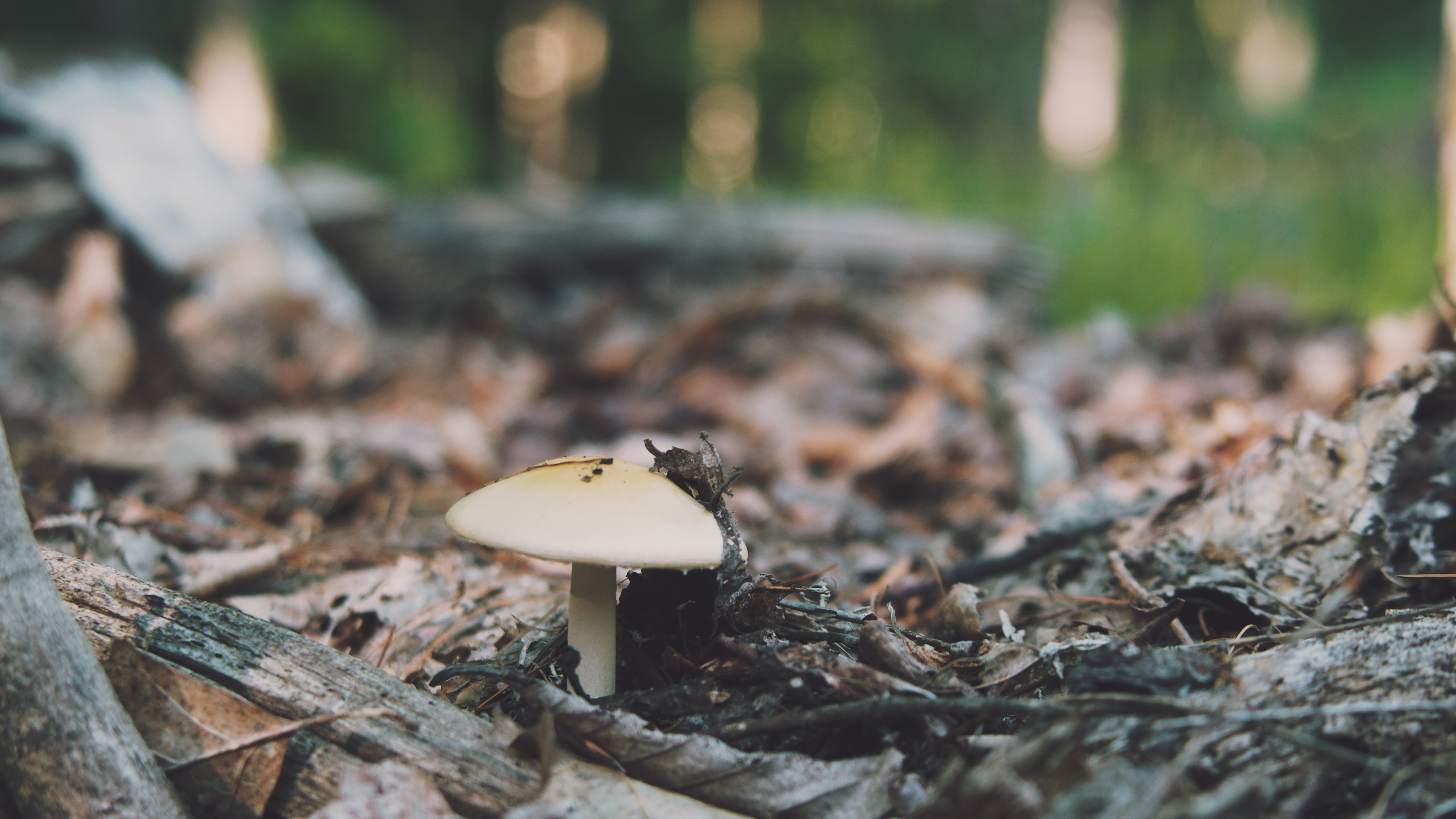 静物写真,野蘑菇,草地