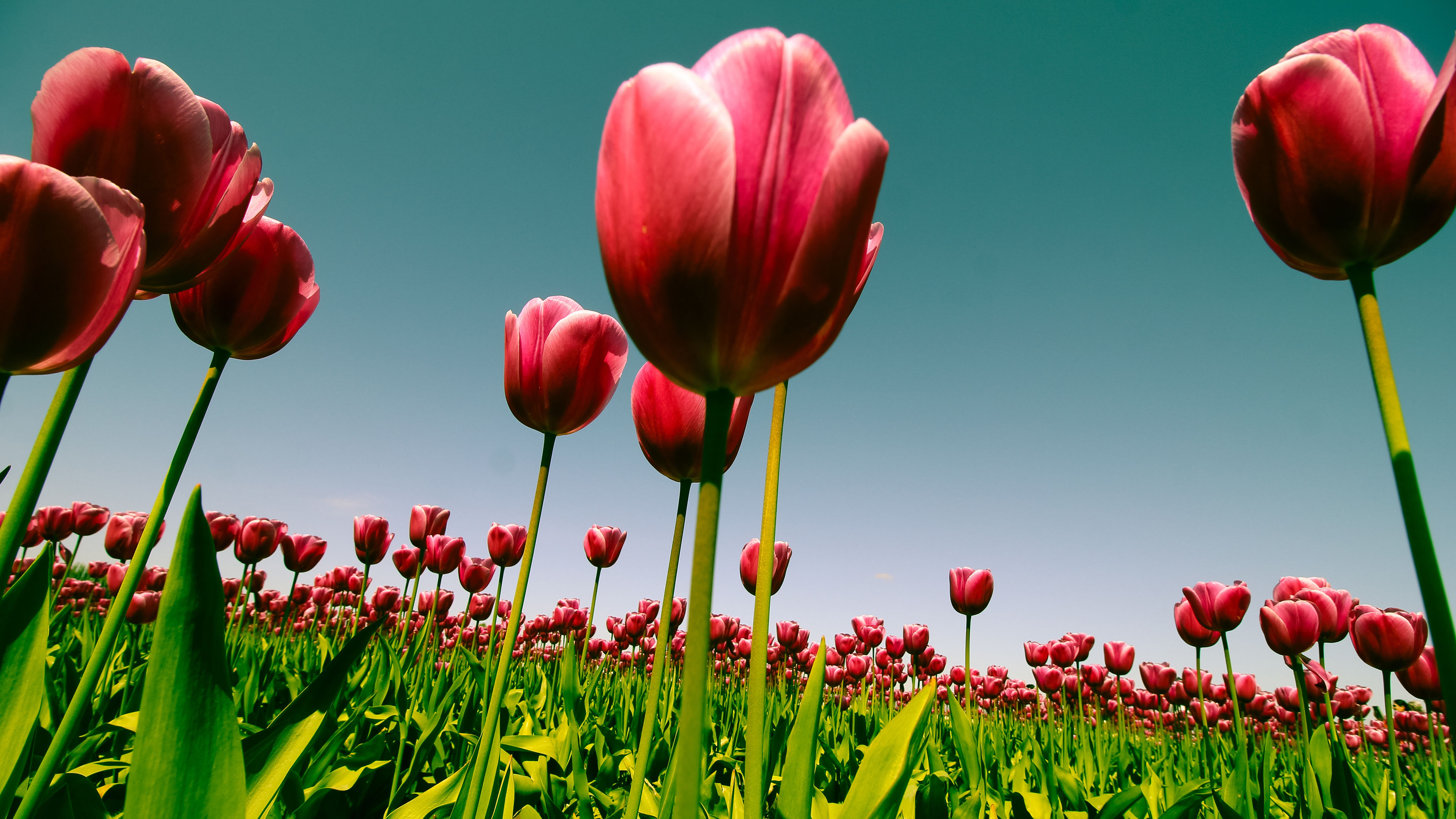 娇艳欲滴,郁金香,花丛