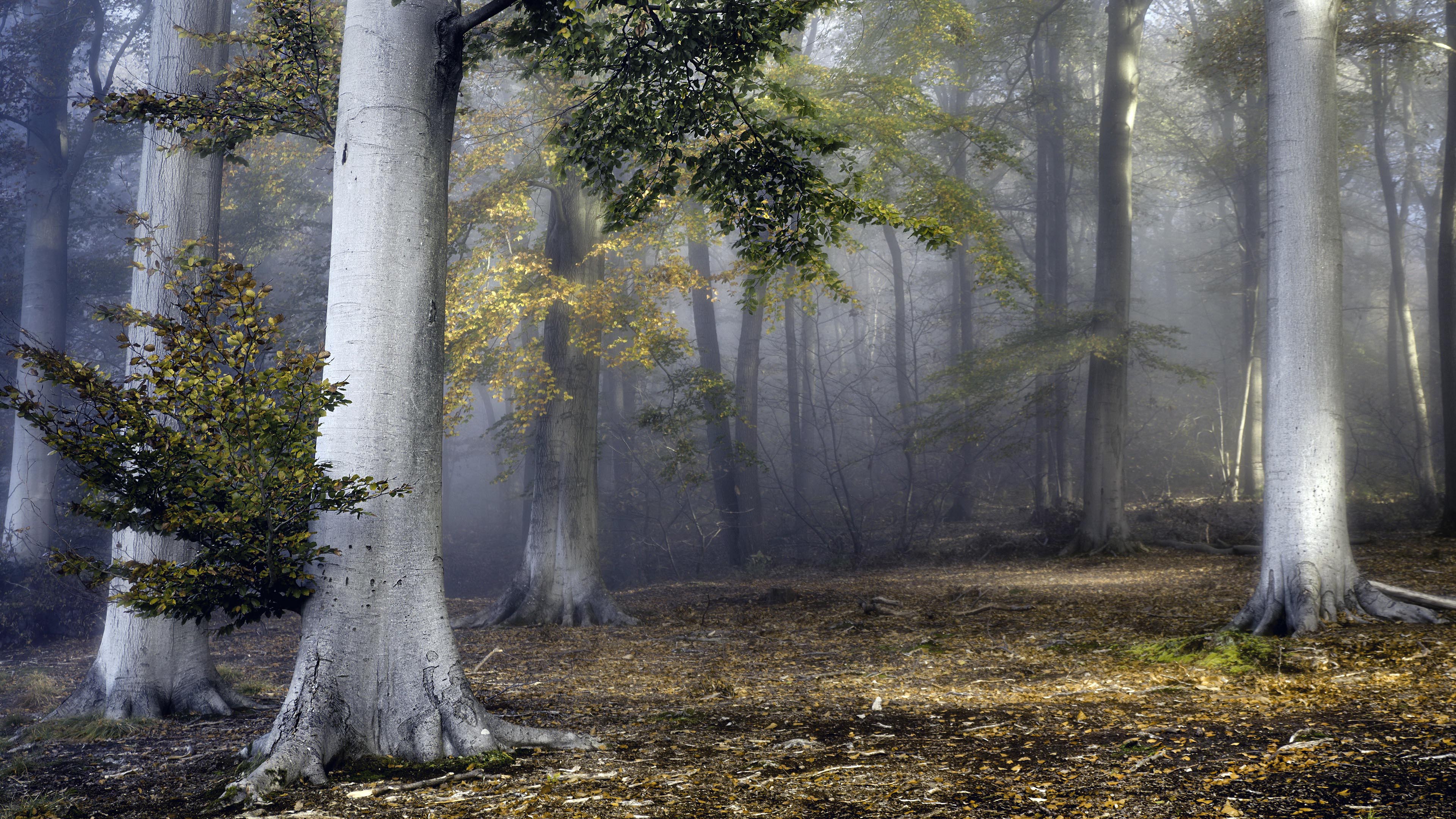 秋意正浓,树林,落叶