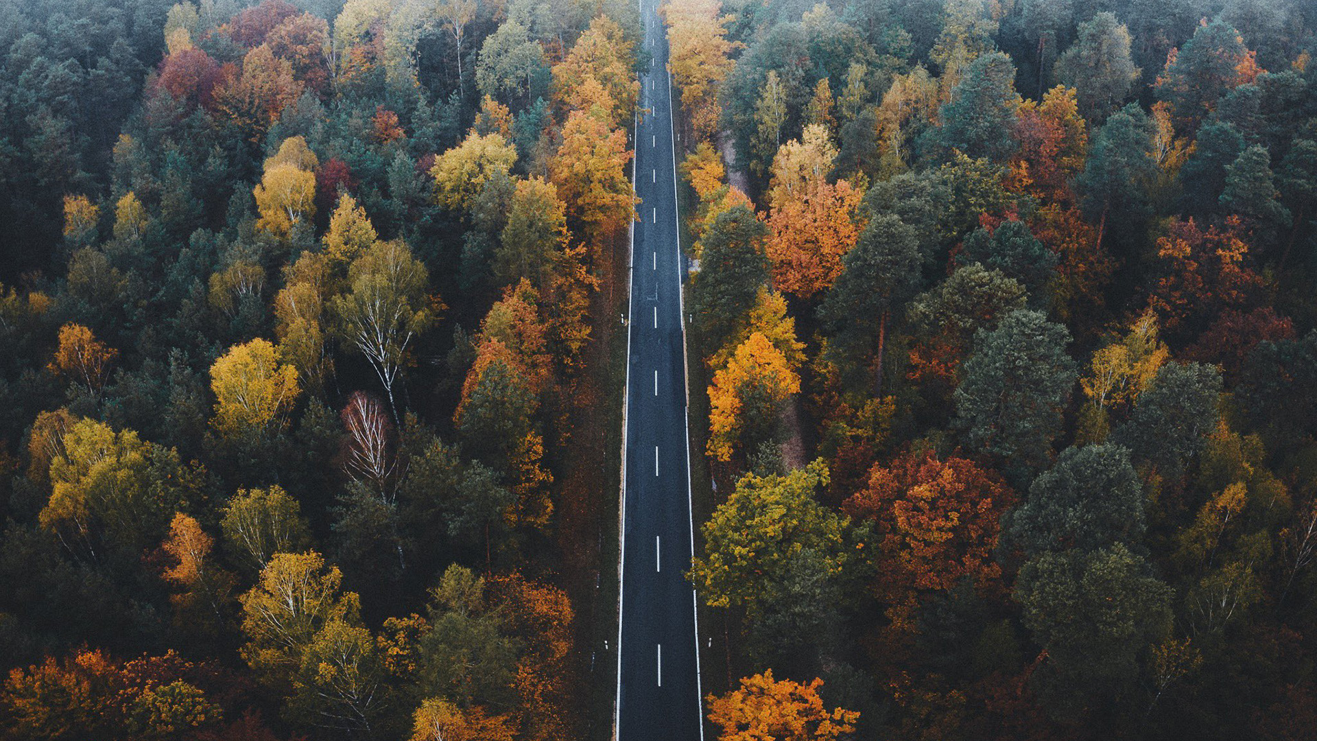 秋意正浓,笔直,公路,森林