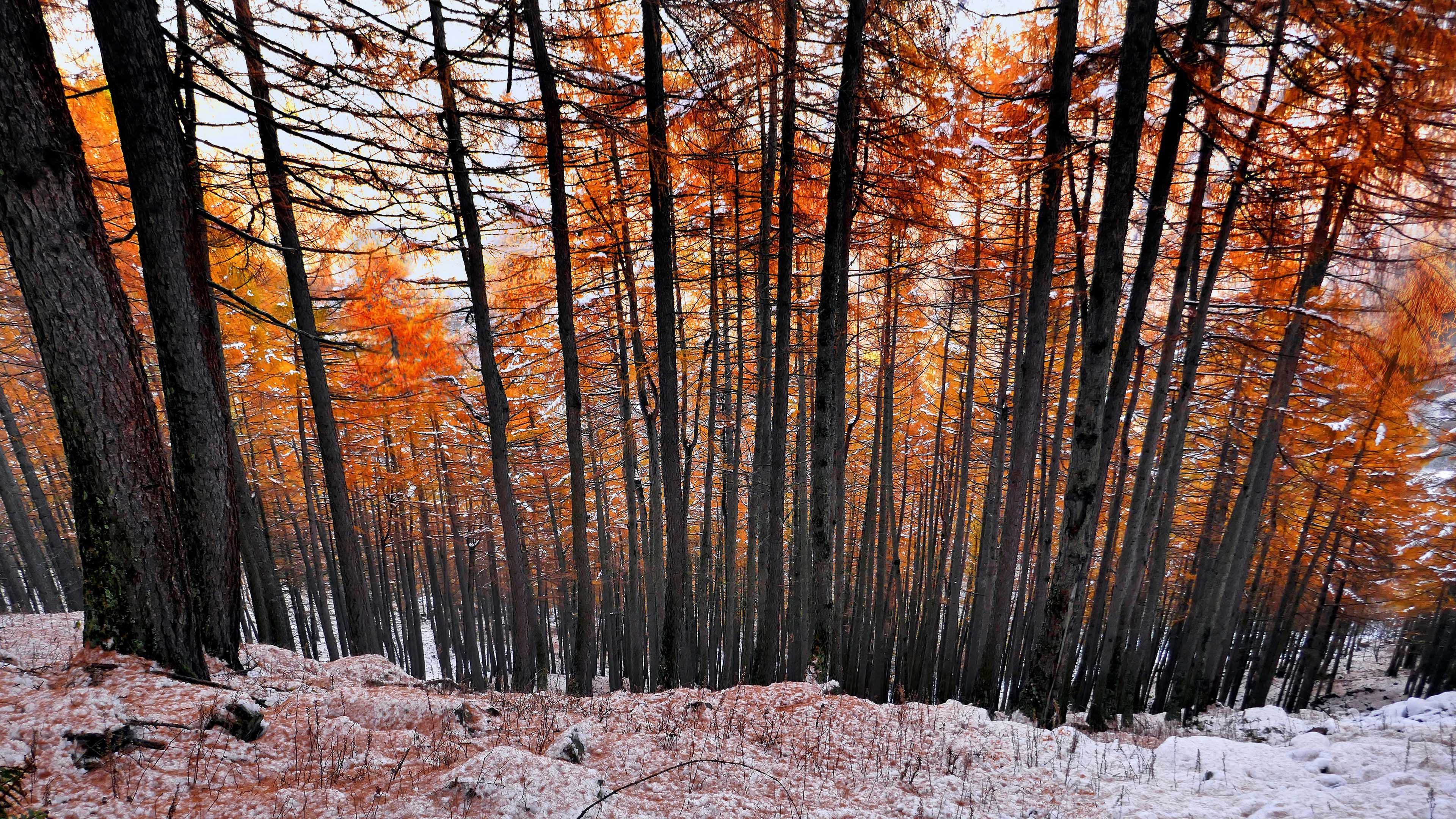 秋意正浓,树林,红叶林