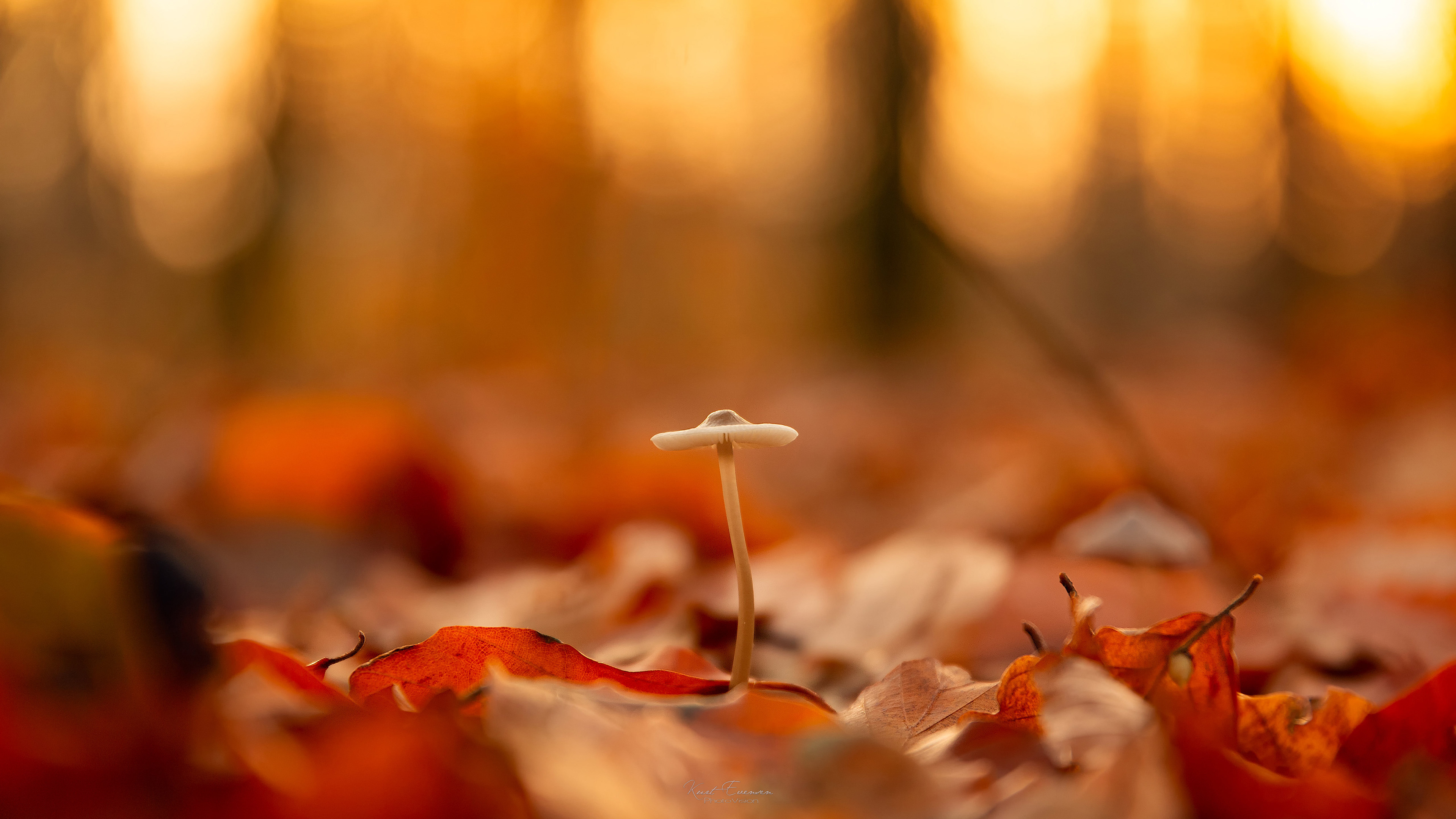 秋意正浓,蘑菇,落叶,