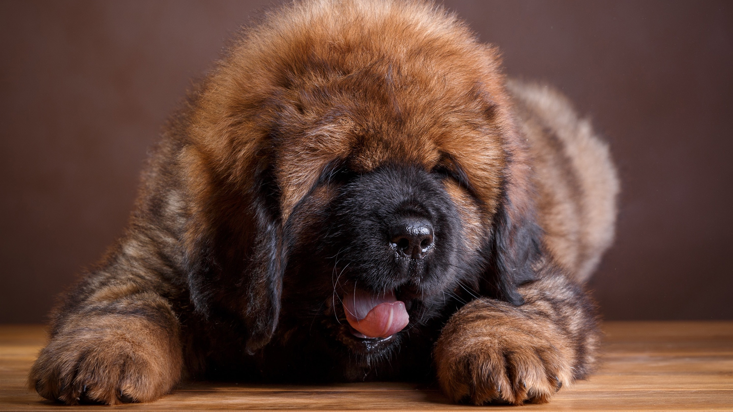 汪星人,小狗狗,毛绒绒