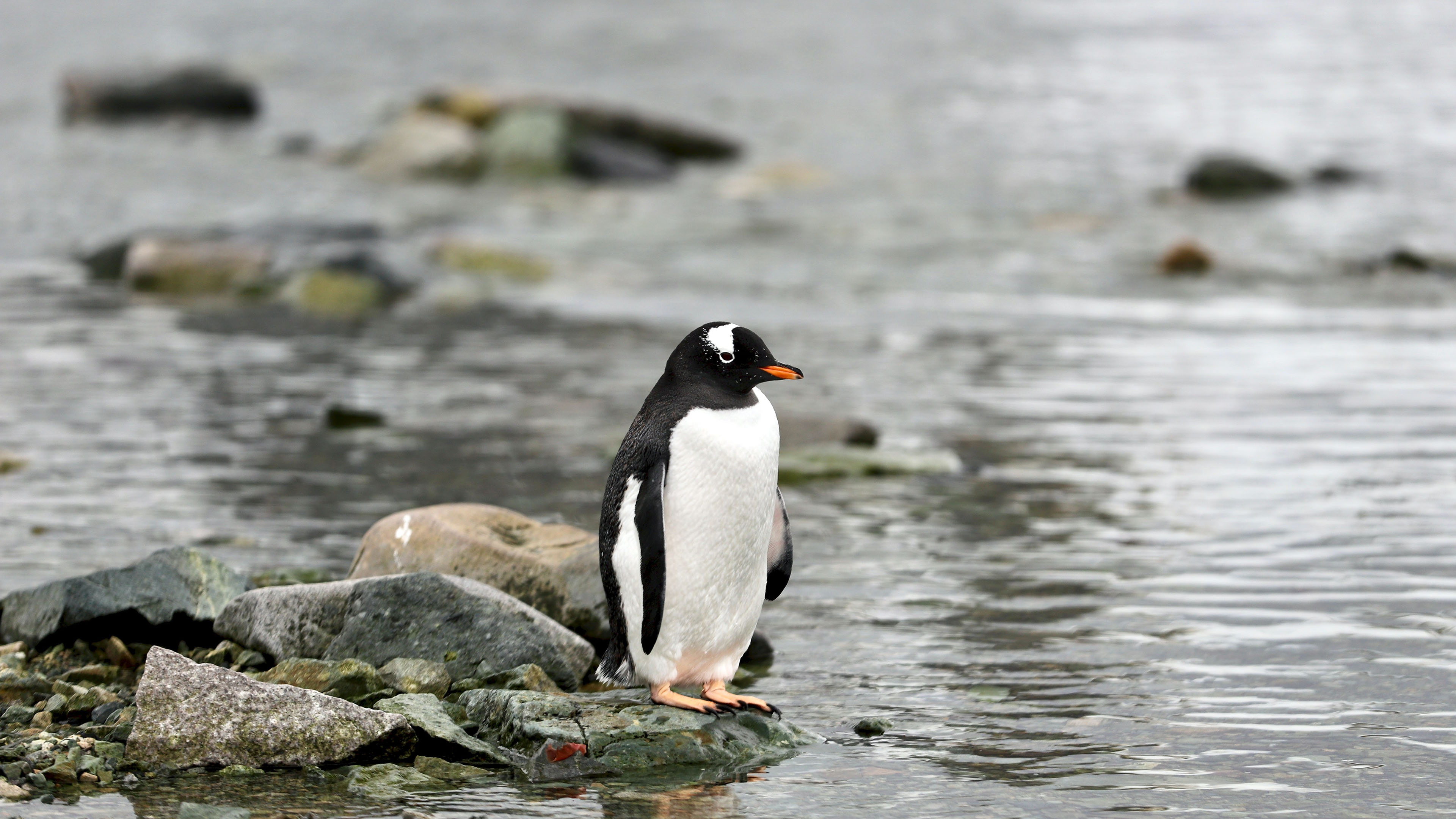 野生动物,企鹅,河流