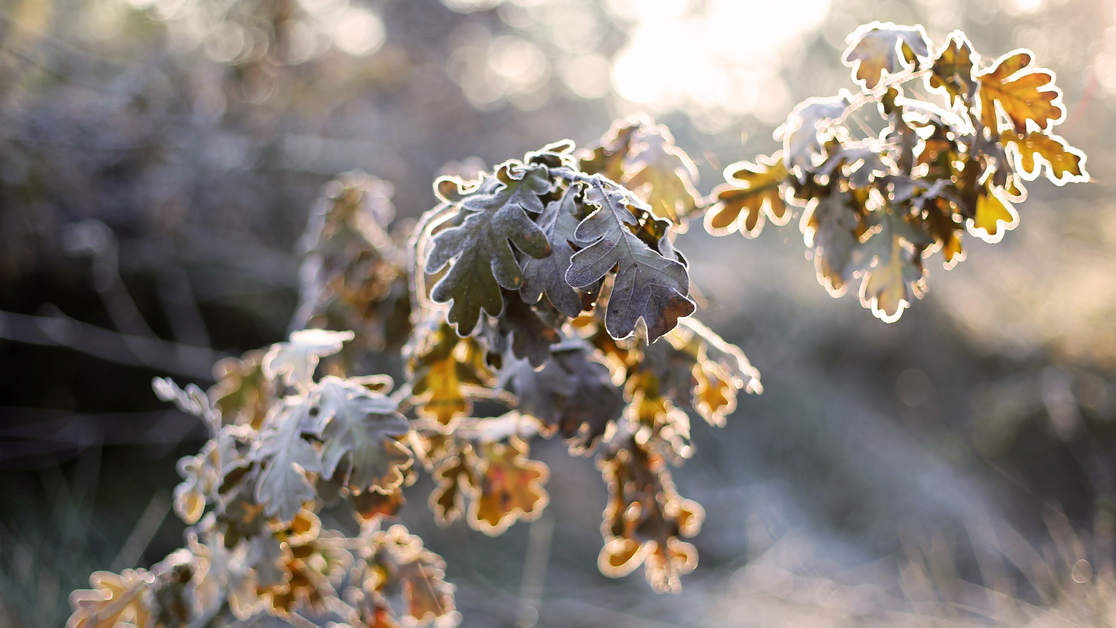 冰天雪地,冬季阳光,枯树叶