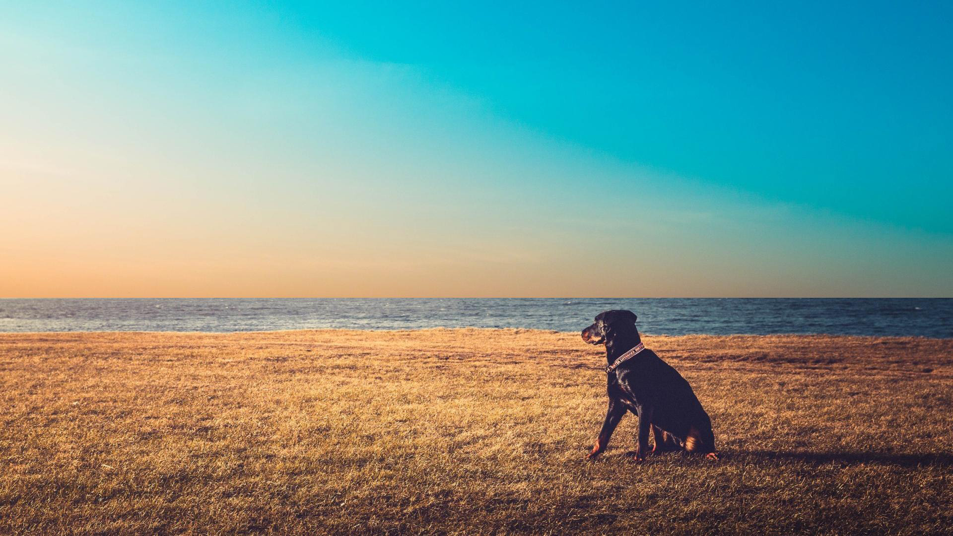 汪星人,草原,孤独的狗狗