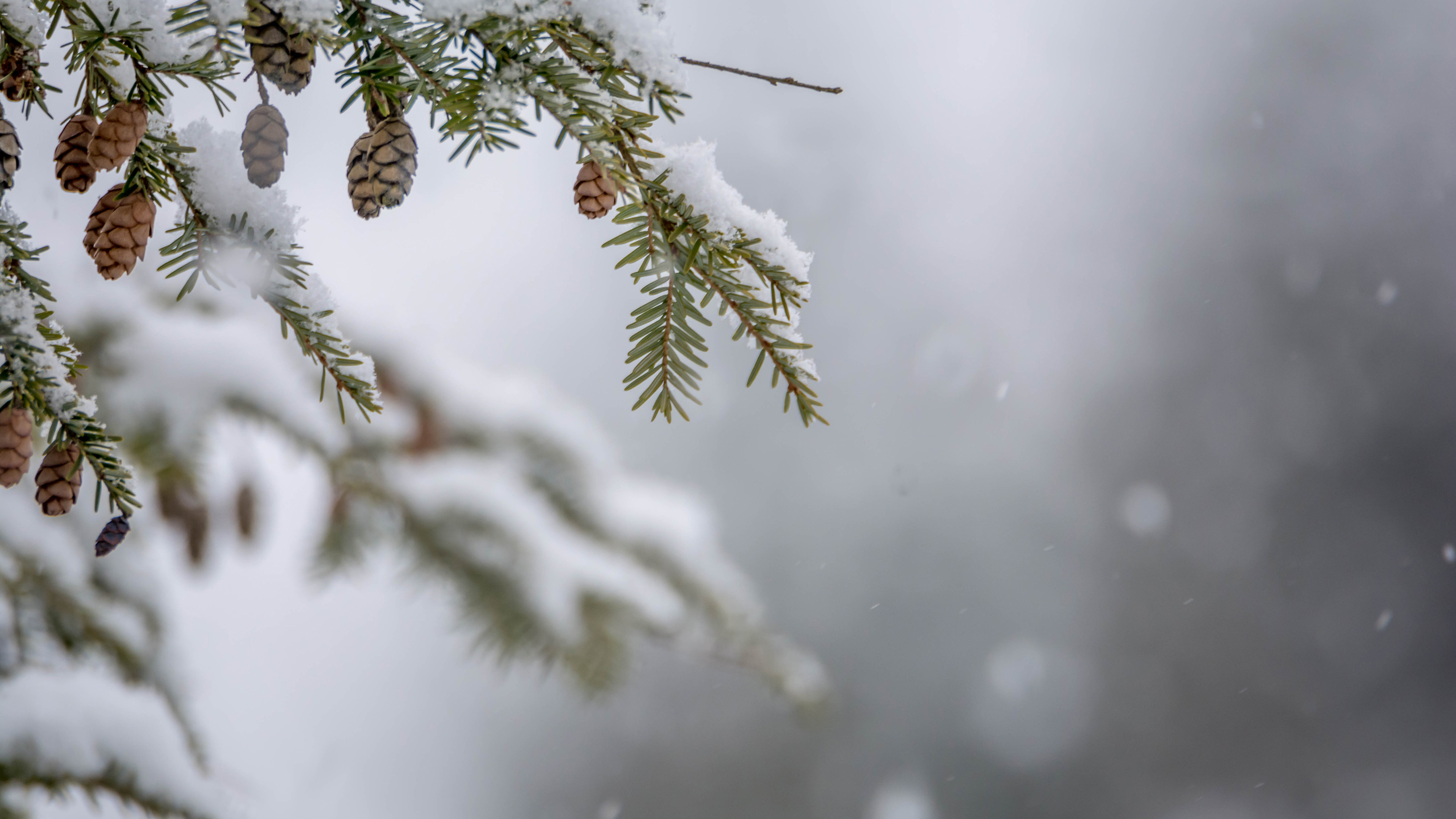 冰天雪地,松果,松树,大雪纷飞