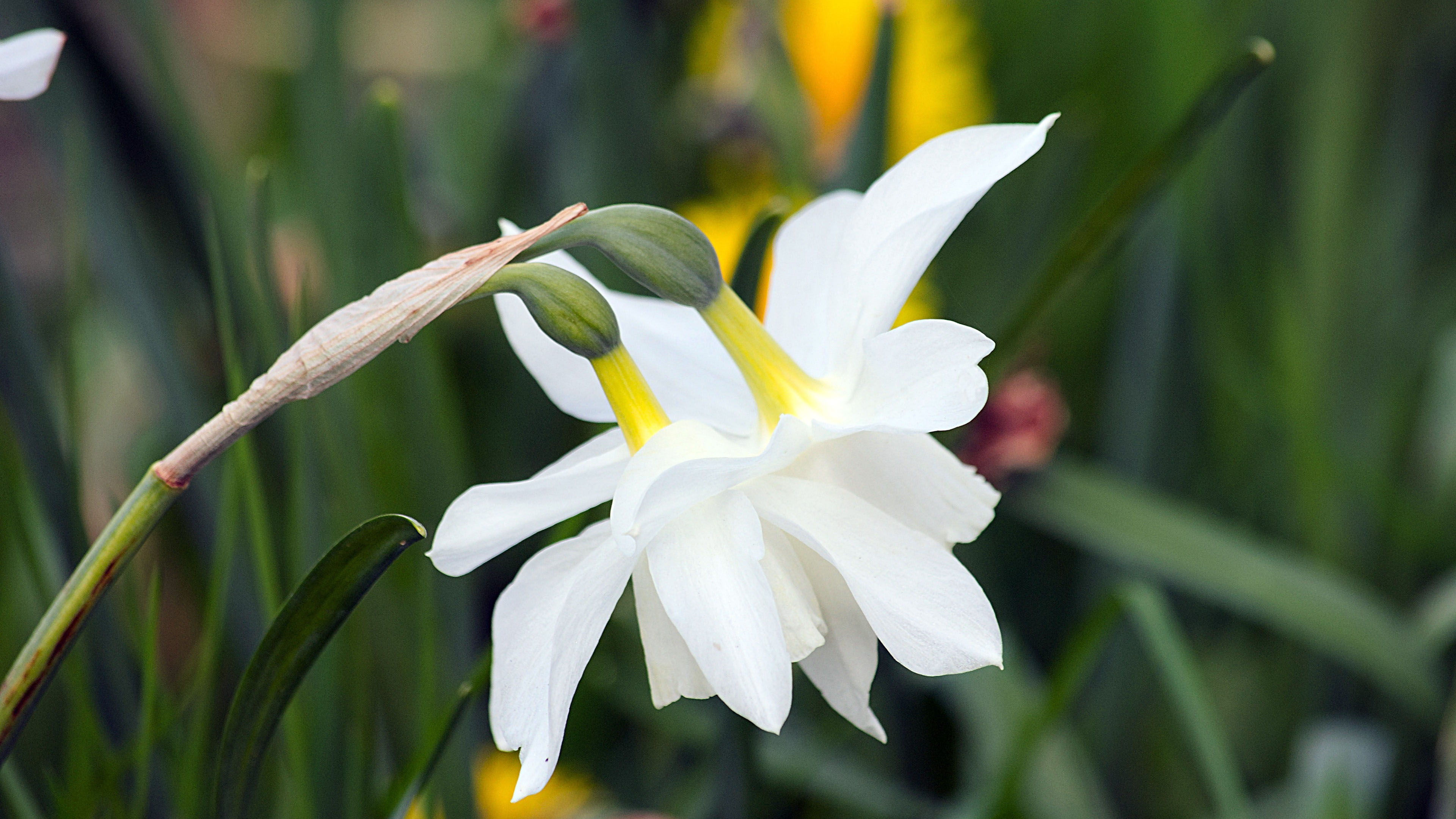 鸟语花香,兰花,花丛,清香四溢