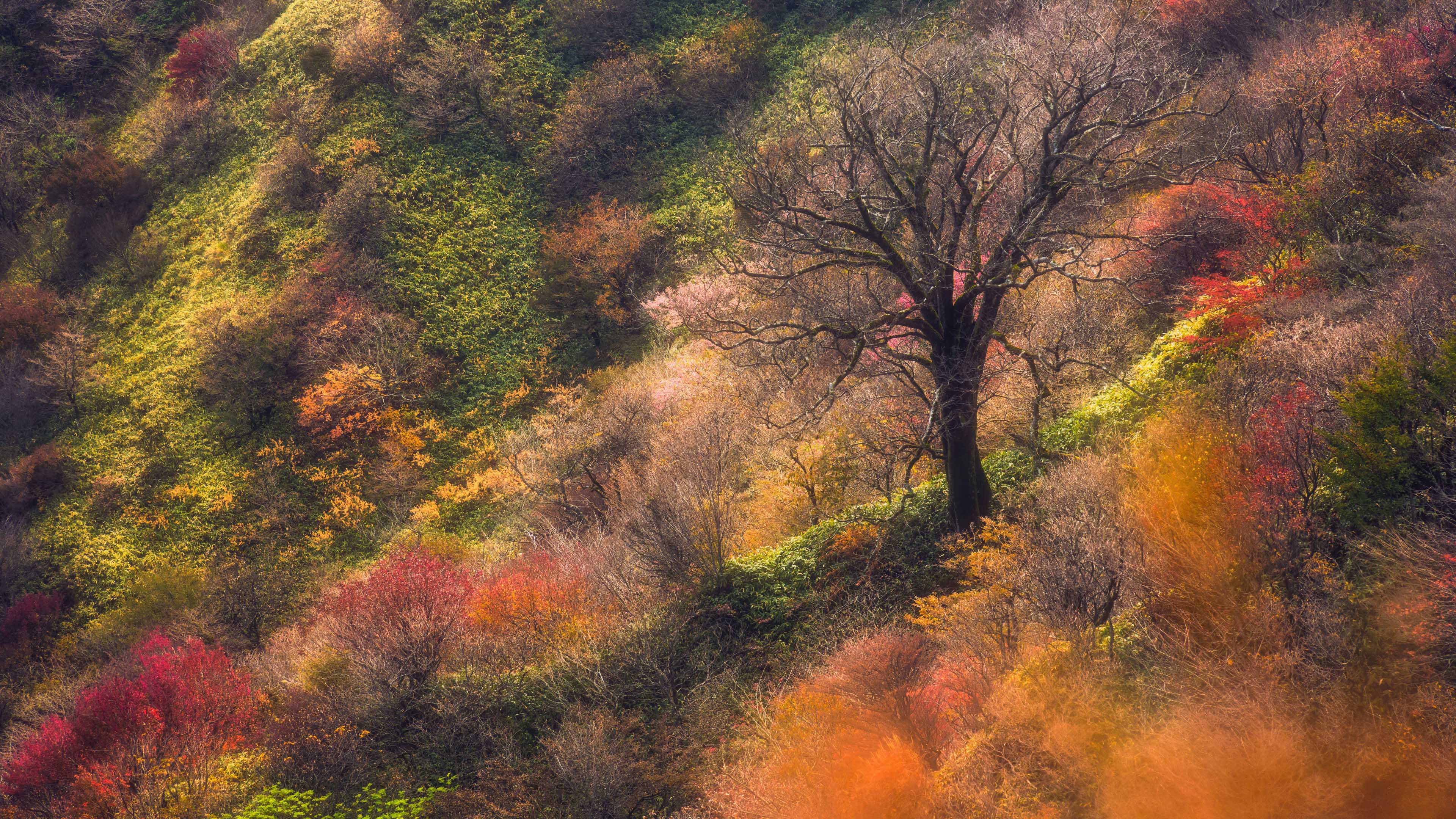 秋意正浓,山坡,树林,红叶,五彩
