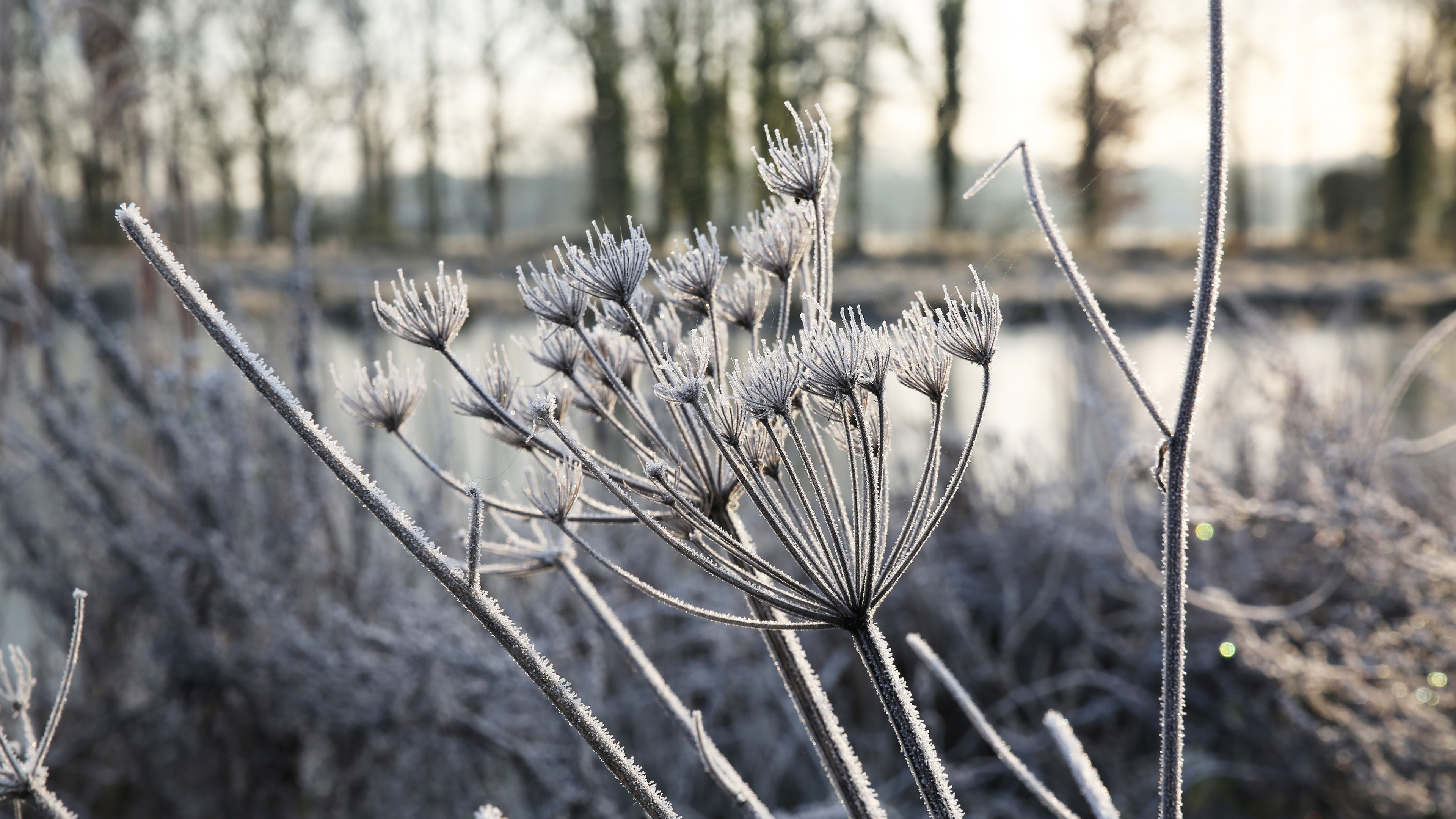 冰天雪地,银装素裹,特写