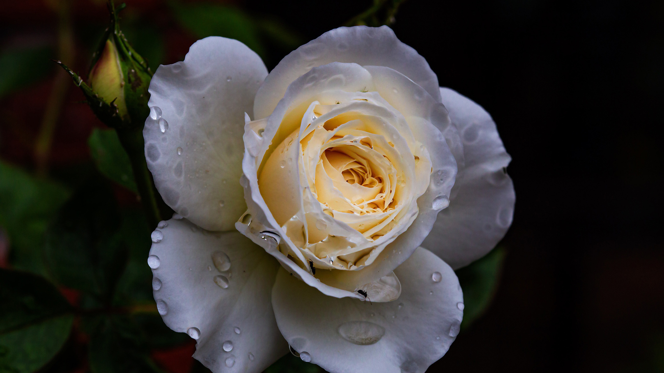 娇艳欲滴,鲜花,水滴,白玫瑰