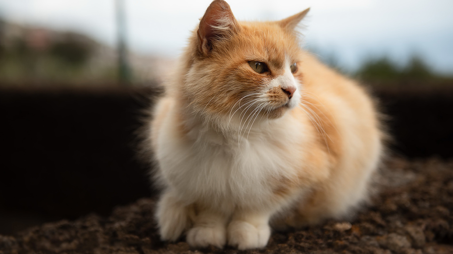 喵星人,大黄,猫咪,毛茸茸,可爱