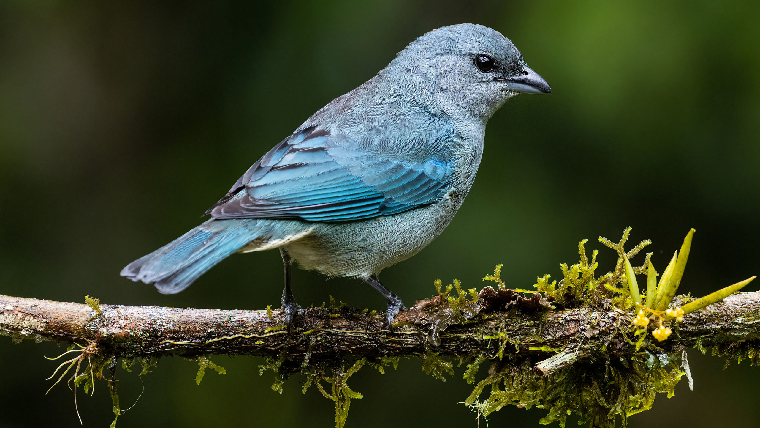 小鸟天地,树枝,蓝鸟