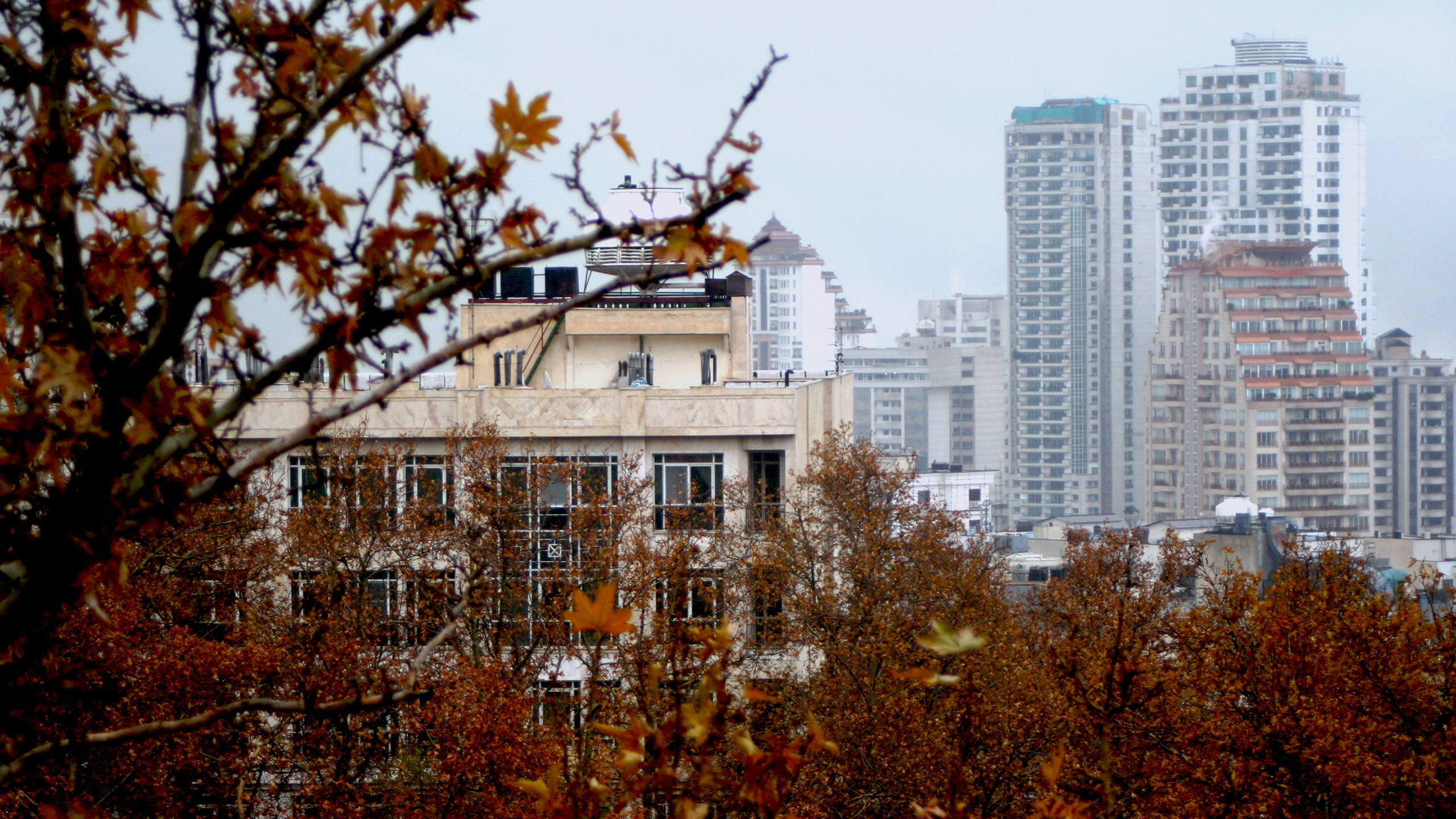 秋意正浓,城市一角,枫叶