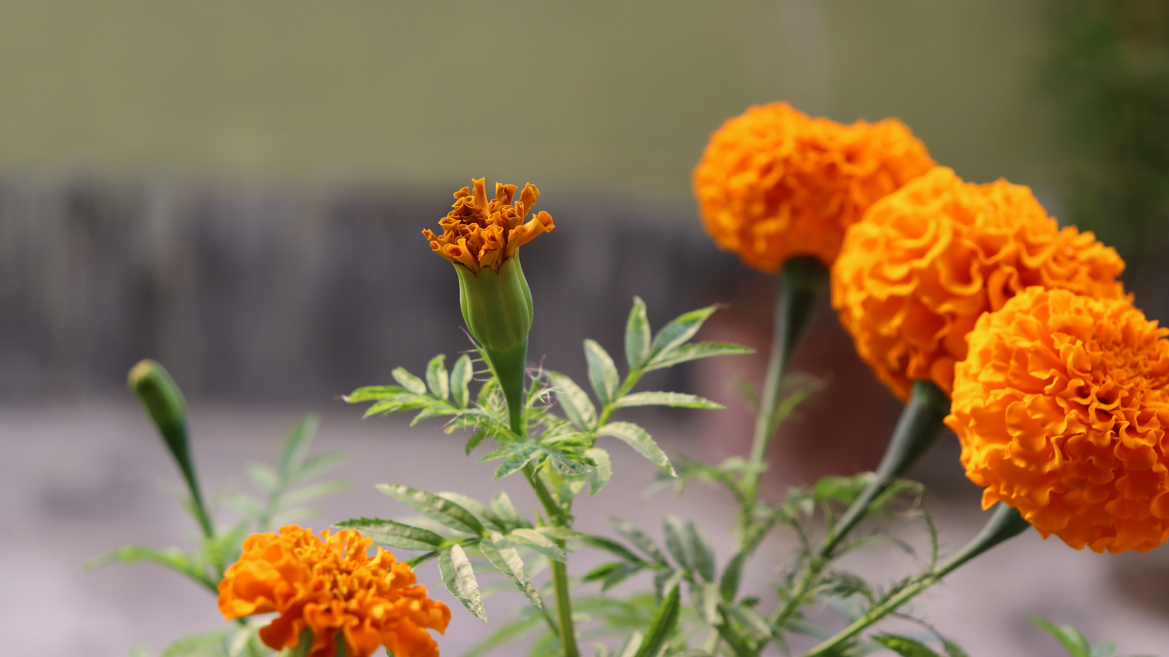 鸟语花香,绣球,花蕾