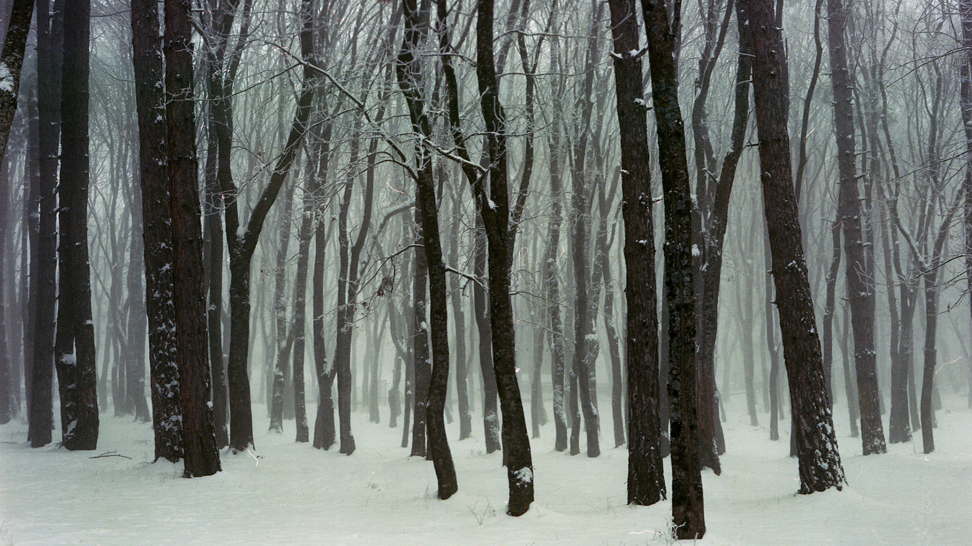 冰天雪地,树林,大雪纷纷,白雪皑皑