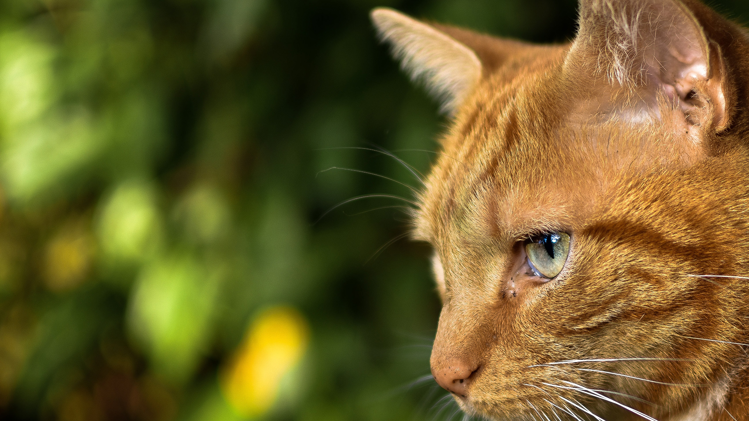 喵星人,大黄猫,一只猫咪