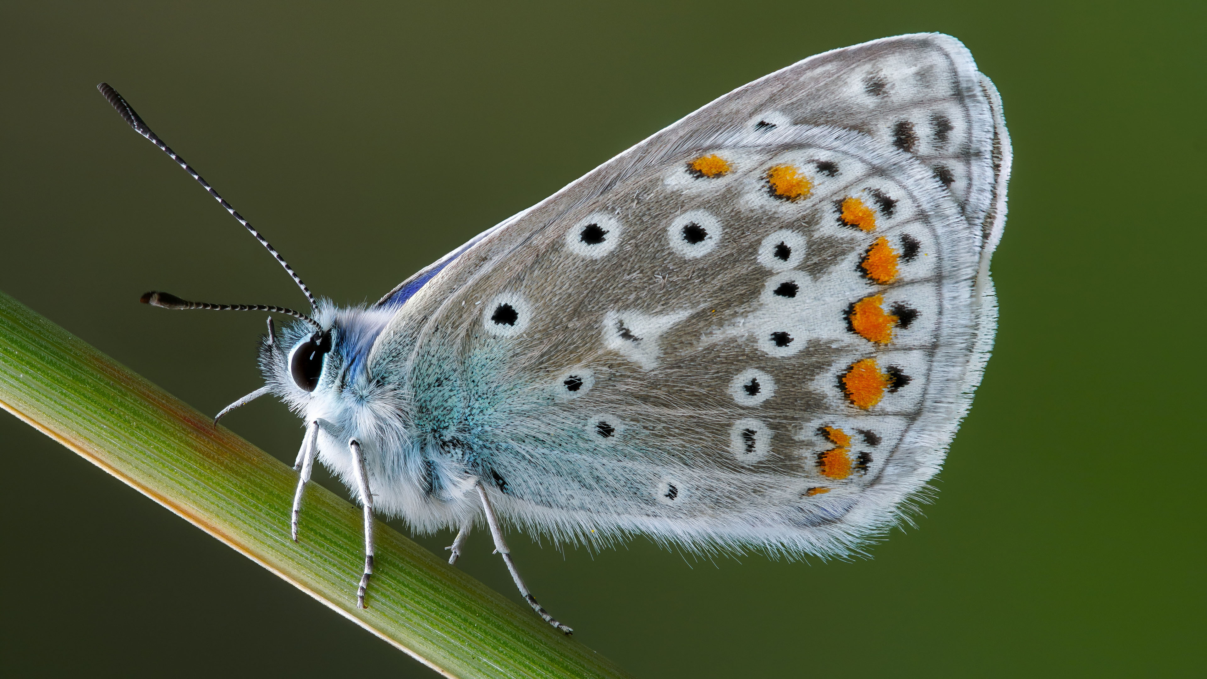 野生动物,蝴蝶,特写
