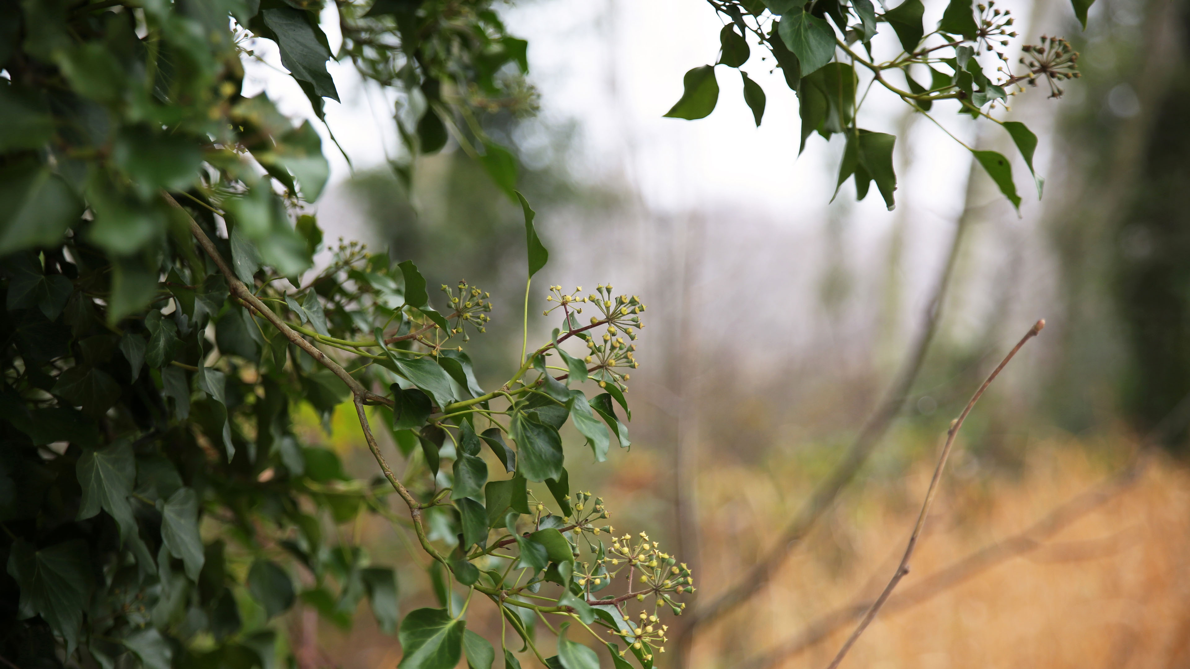春意盎然,特写,自然一角