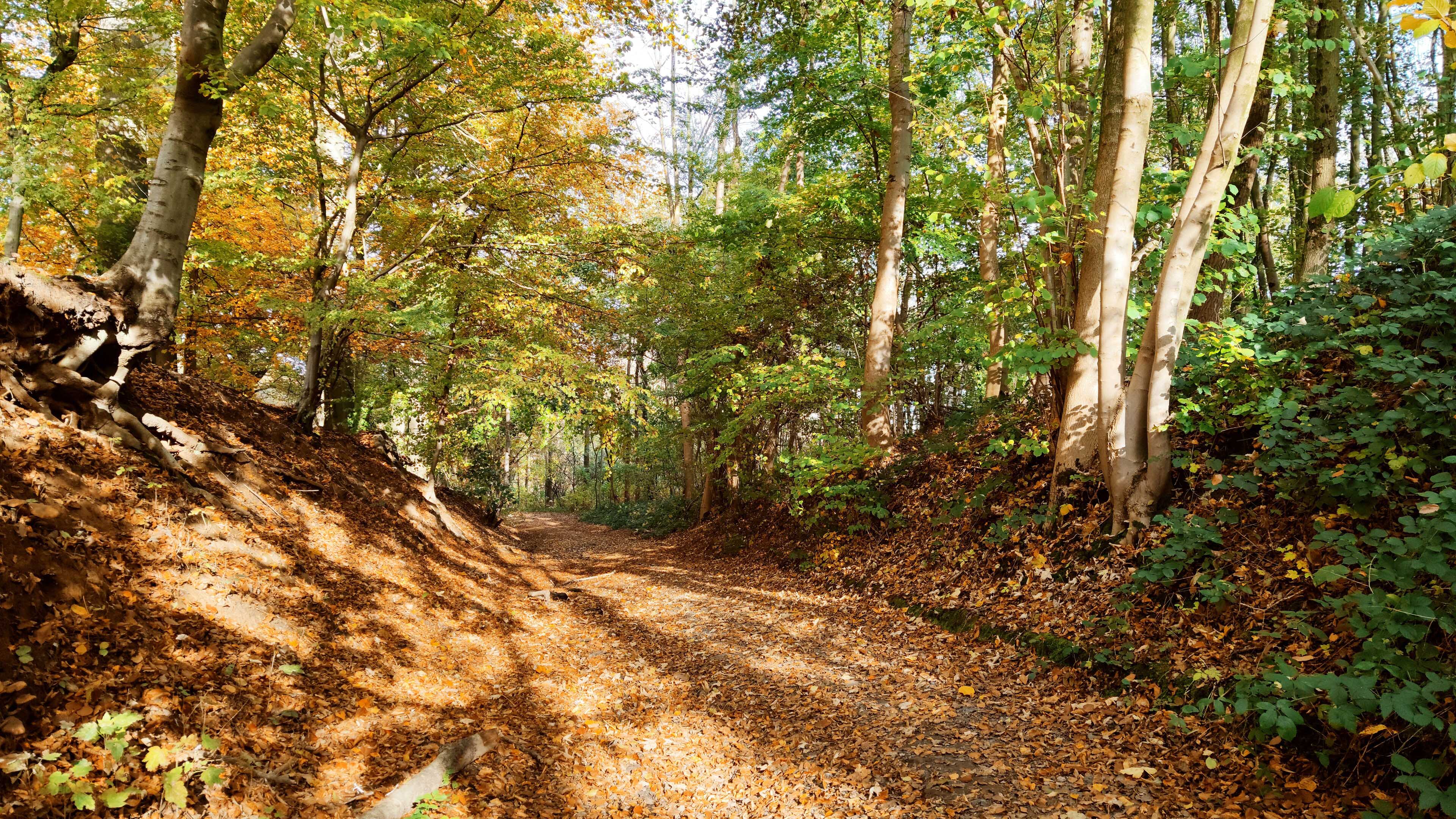 自然风光,树林,落叶,山路