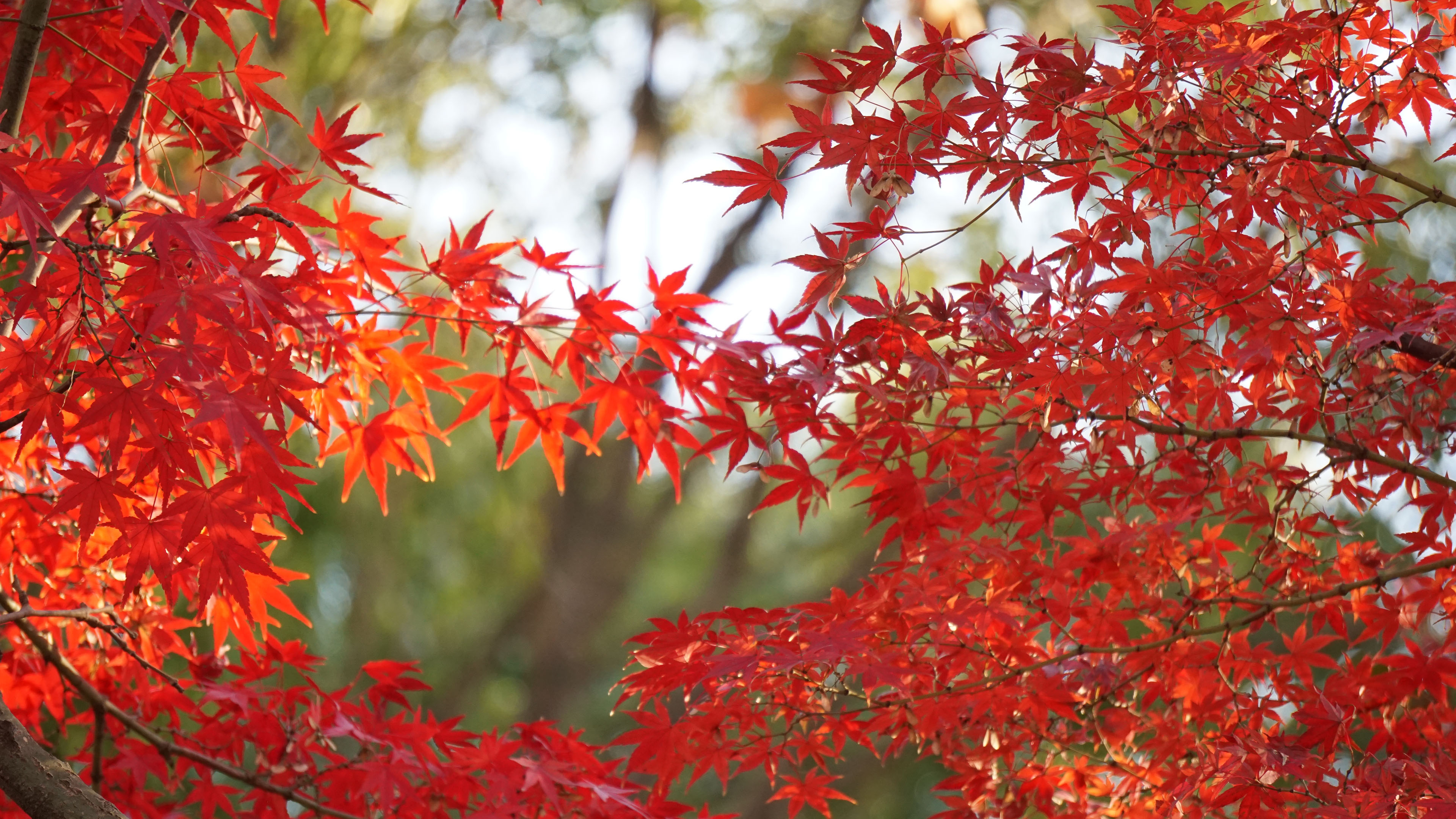 秋意正浓,枫叶,阳光,树叶