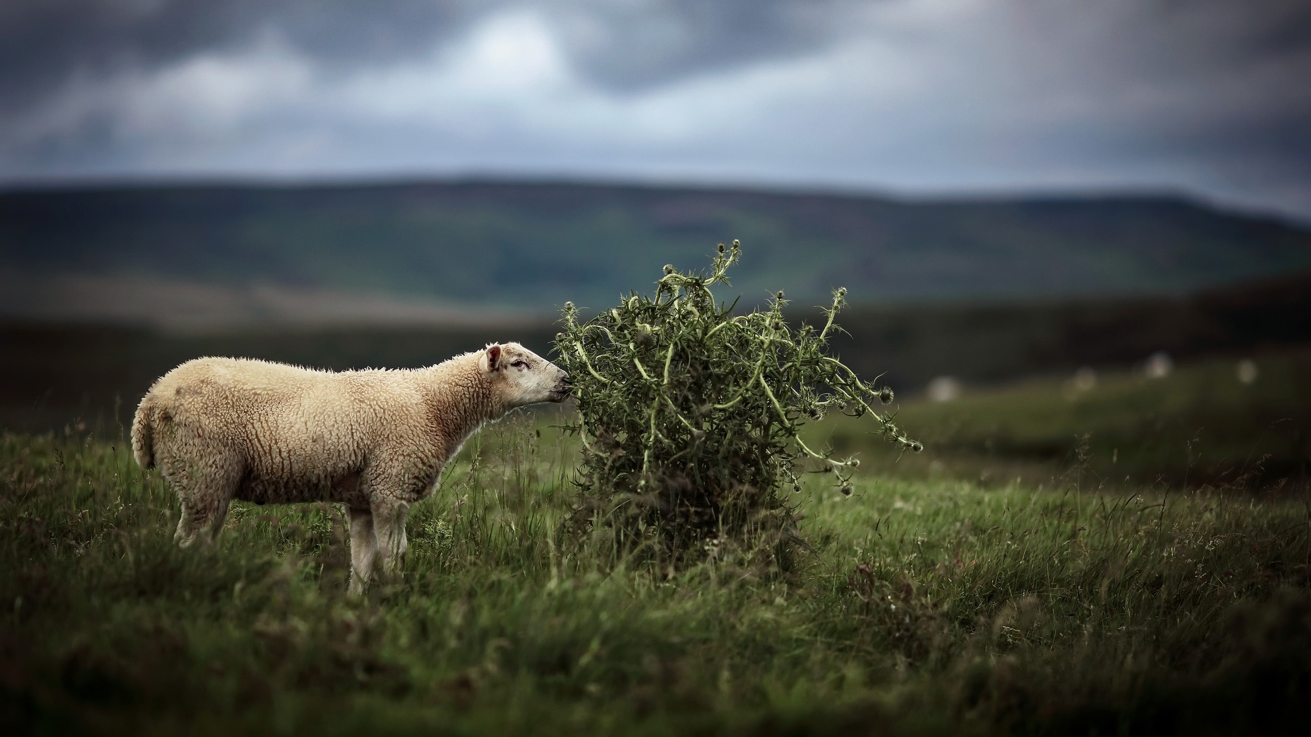 绵羊,草原,牧场