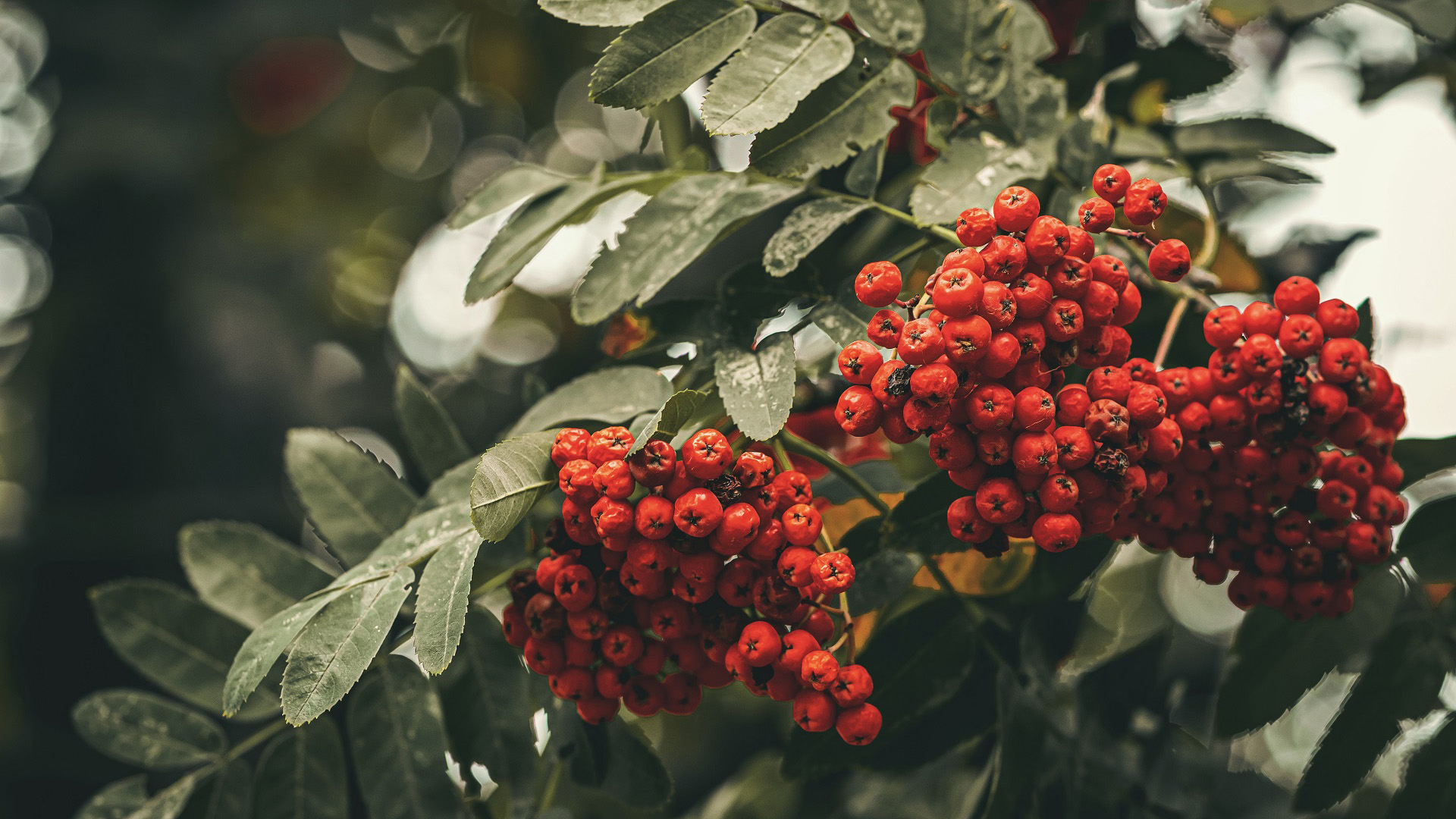 鸟语花香,红色果实