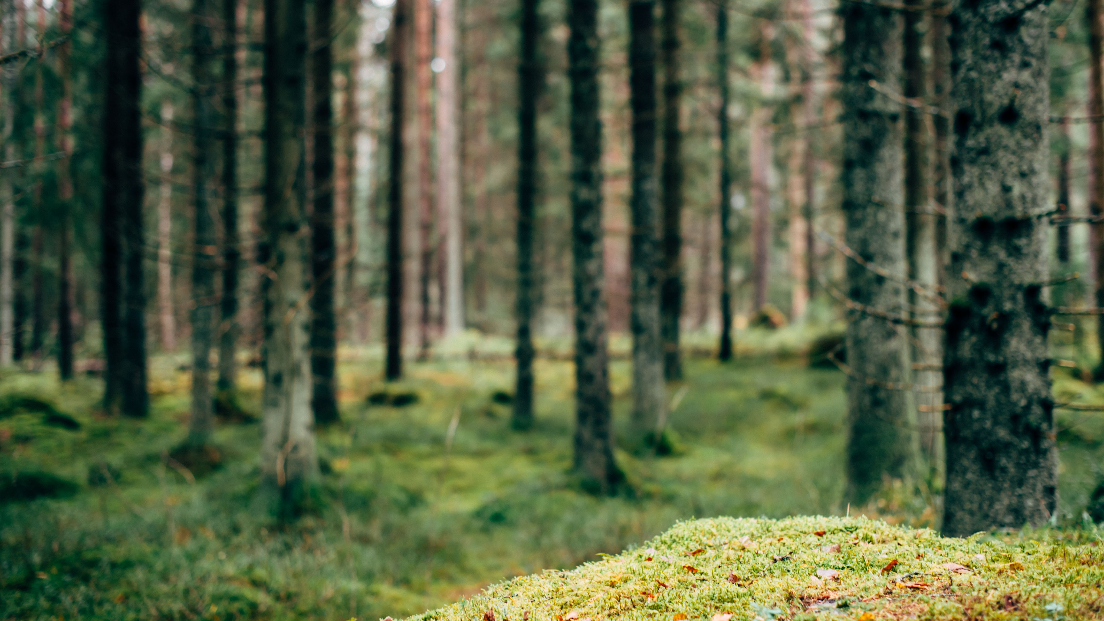 自然风光,树林,草地,翠绿风景