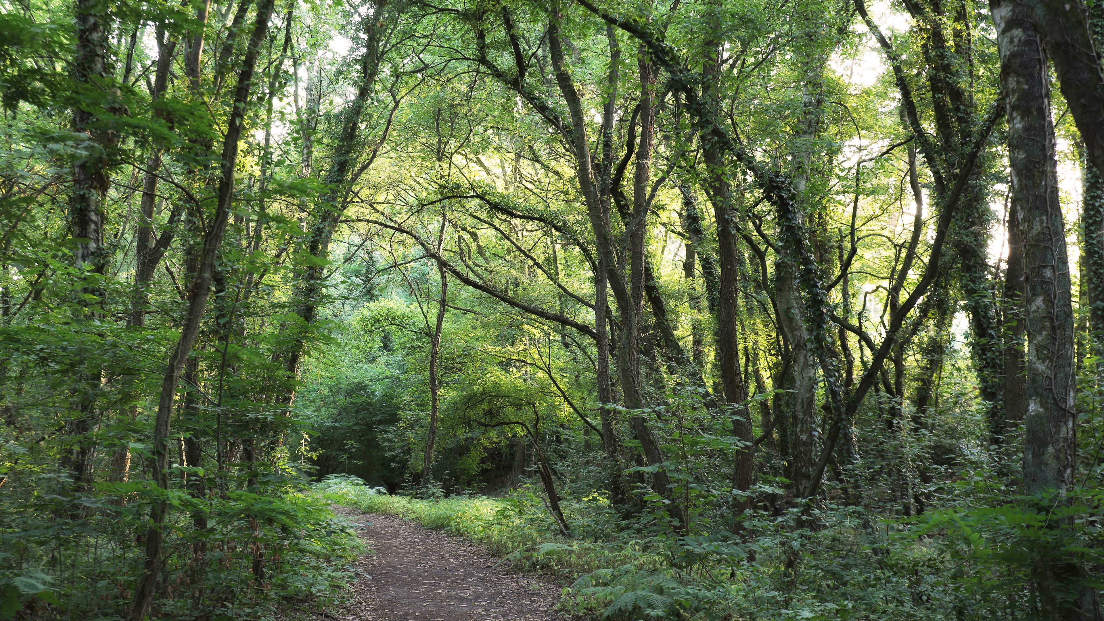 自然风光,树林,森林,翠绿